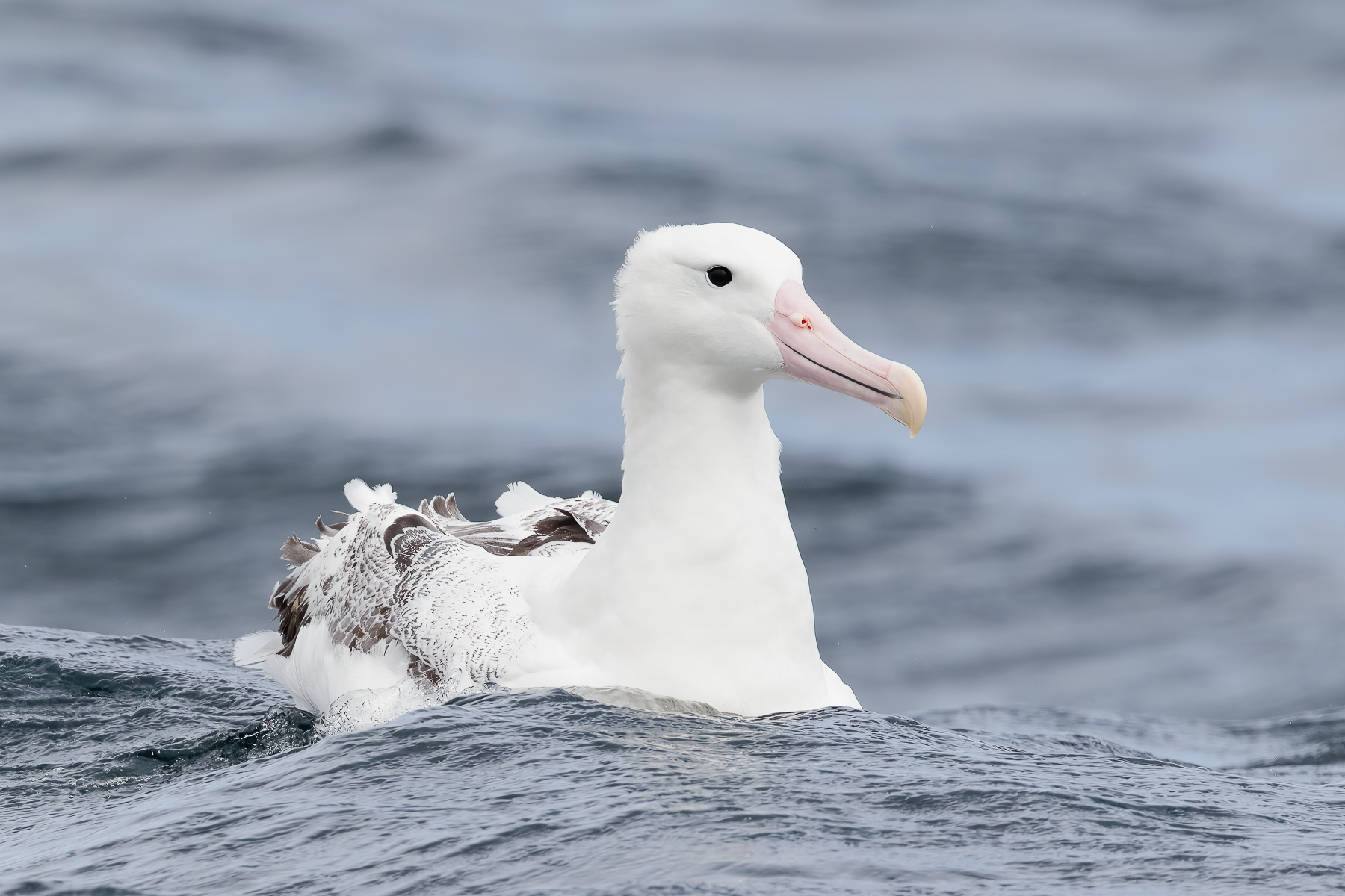 Southern Royal Albatross (Image ID 42393)