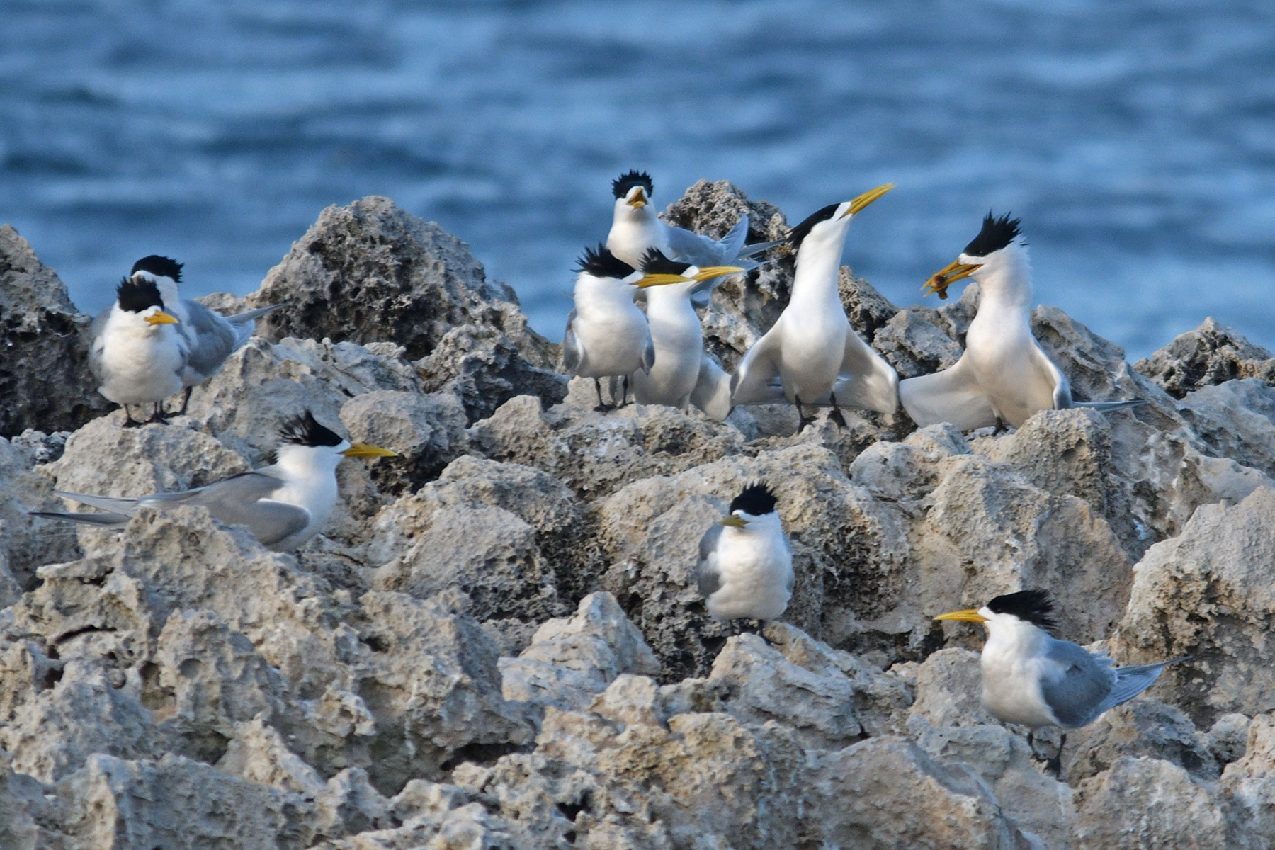 Greater Crested Tern (Image ID 42359)