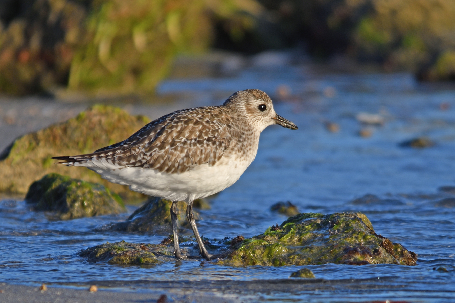 Grey Plover (Image ID 42422)