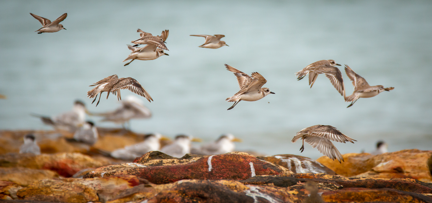 Greater Sand Plover (Image ID 42417)