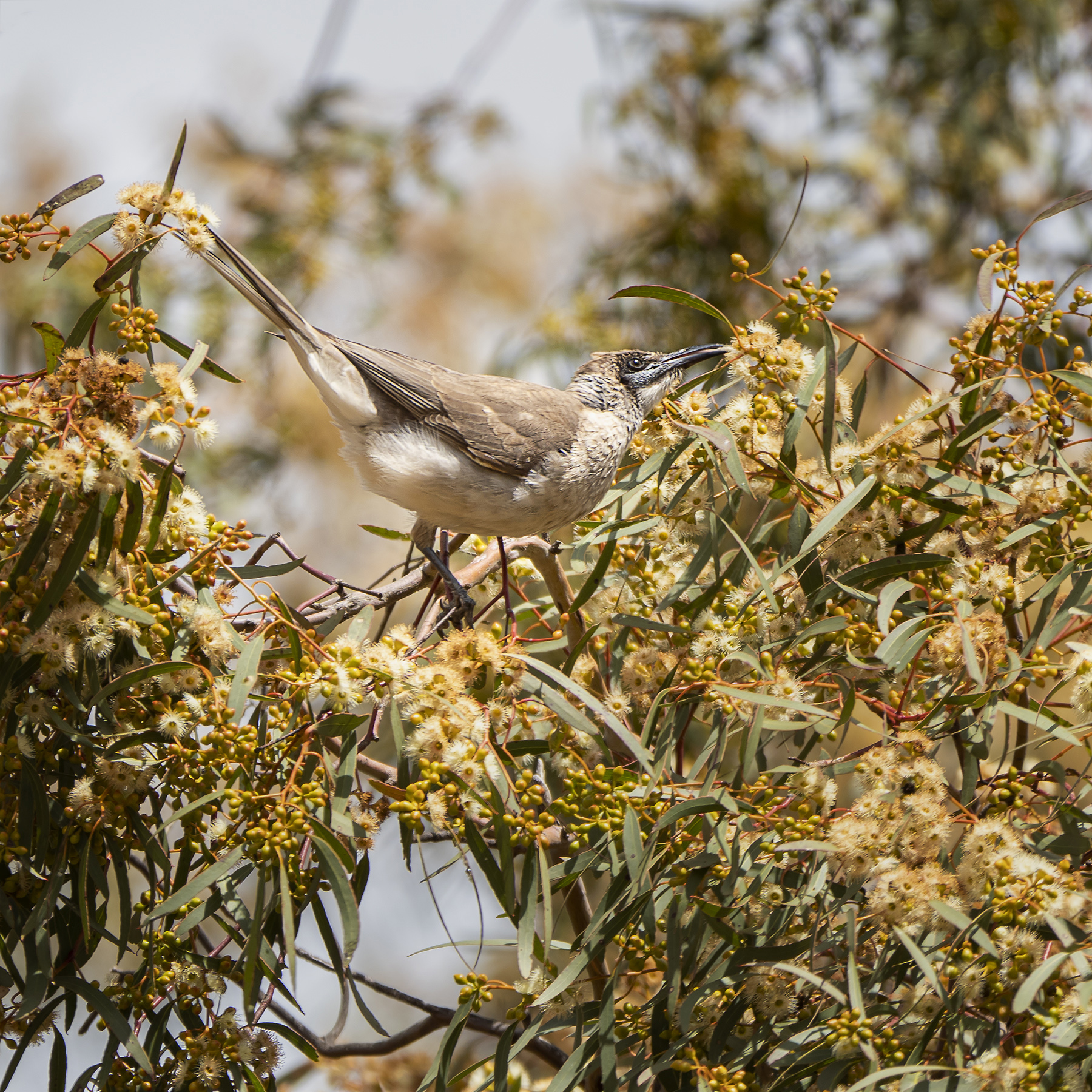 Little Friarbird (Image ID 42256)