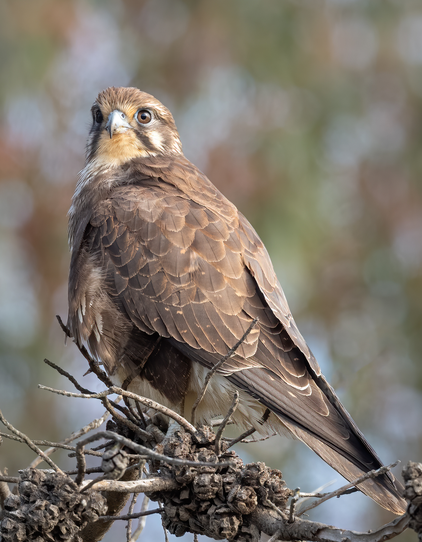 Brown Falcon (Image ID 42485)