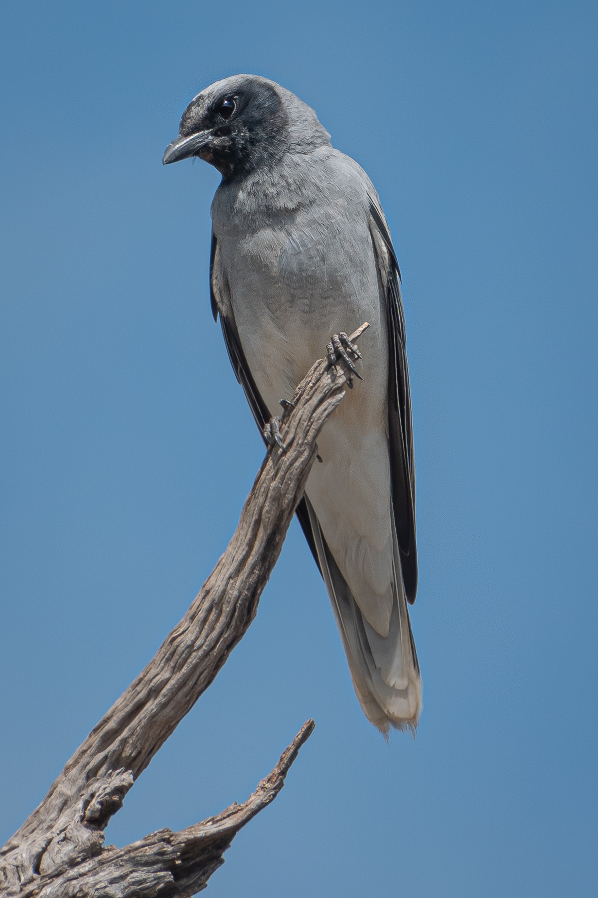 Black-faced Cuckoo-shrike (Image ID 42501)