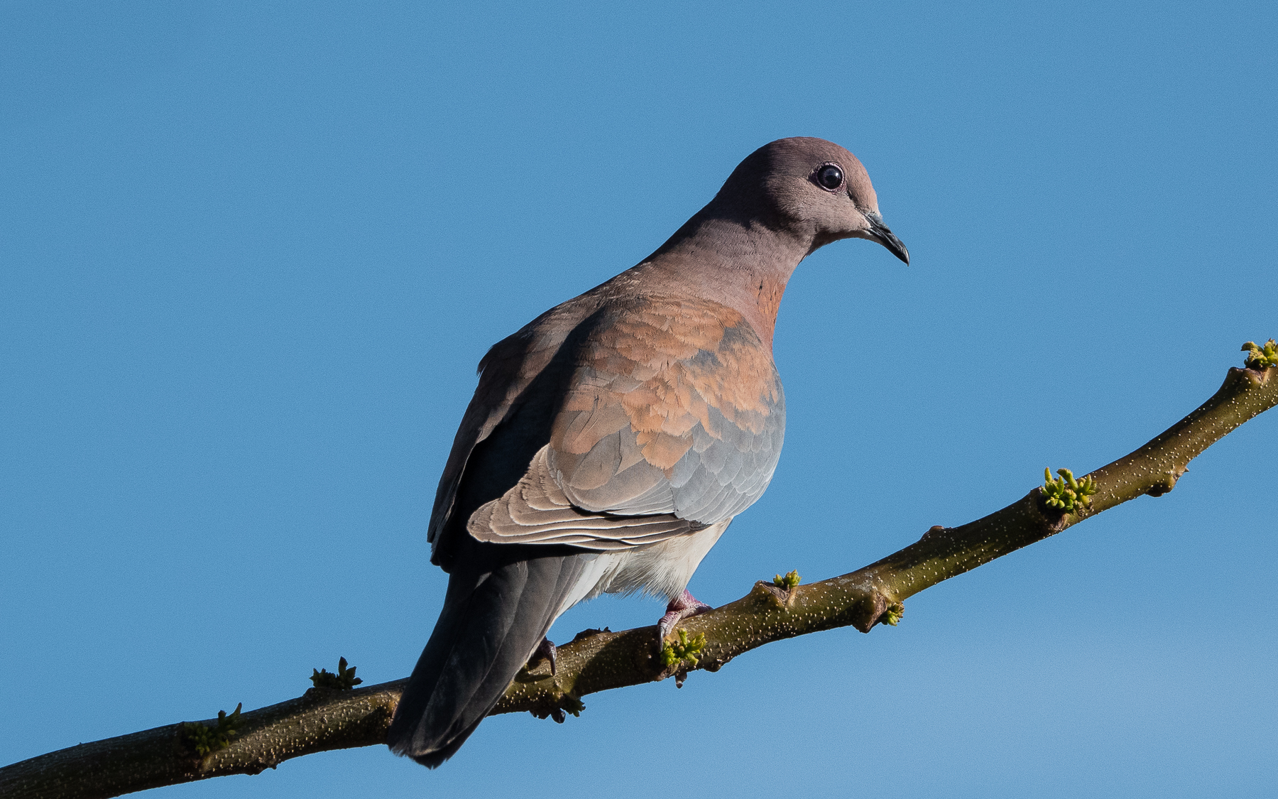 Laughing Dove (Image ID 42503)