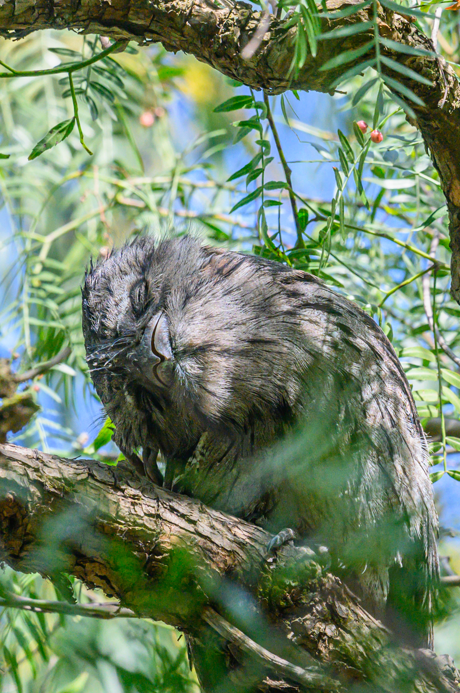 Tawny Frogmouth (Image ID 42518)