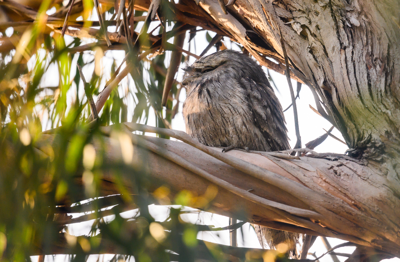 Tawny Frogmouth (Image ID 42606)