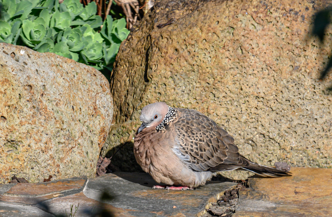 Spotted Dove (Image ID 42196)