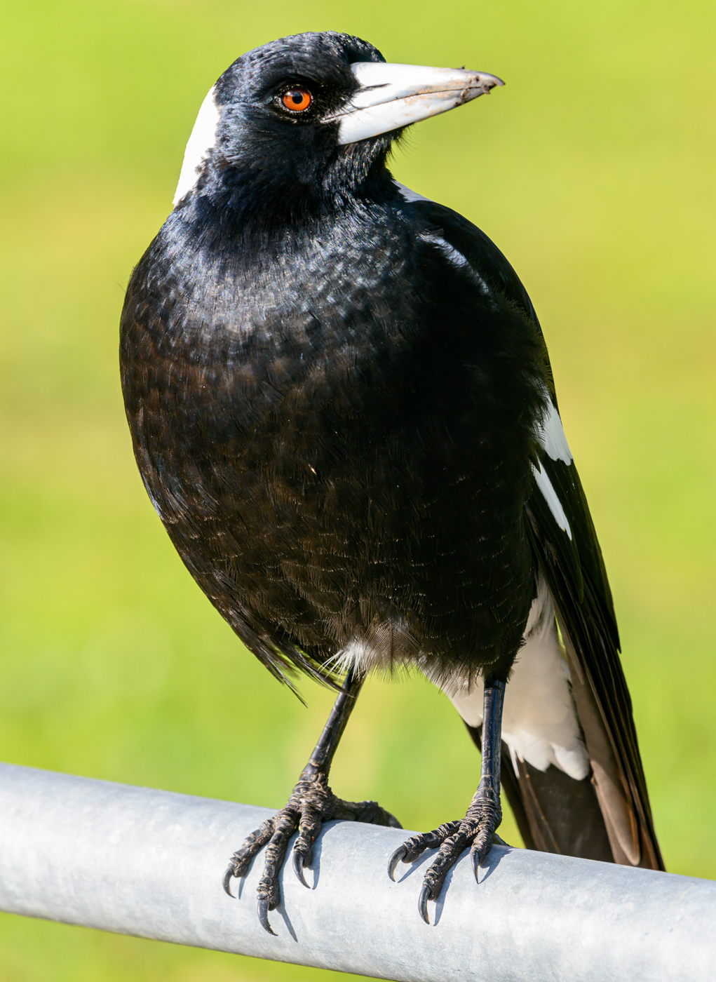 Australian Magpie (Image ID 42216)
