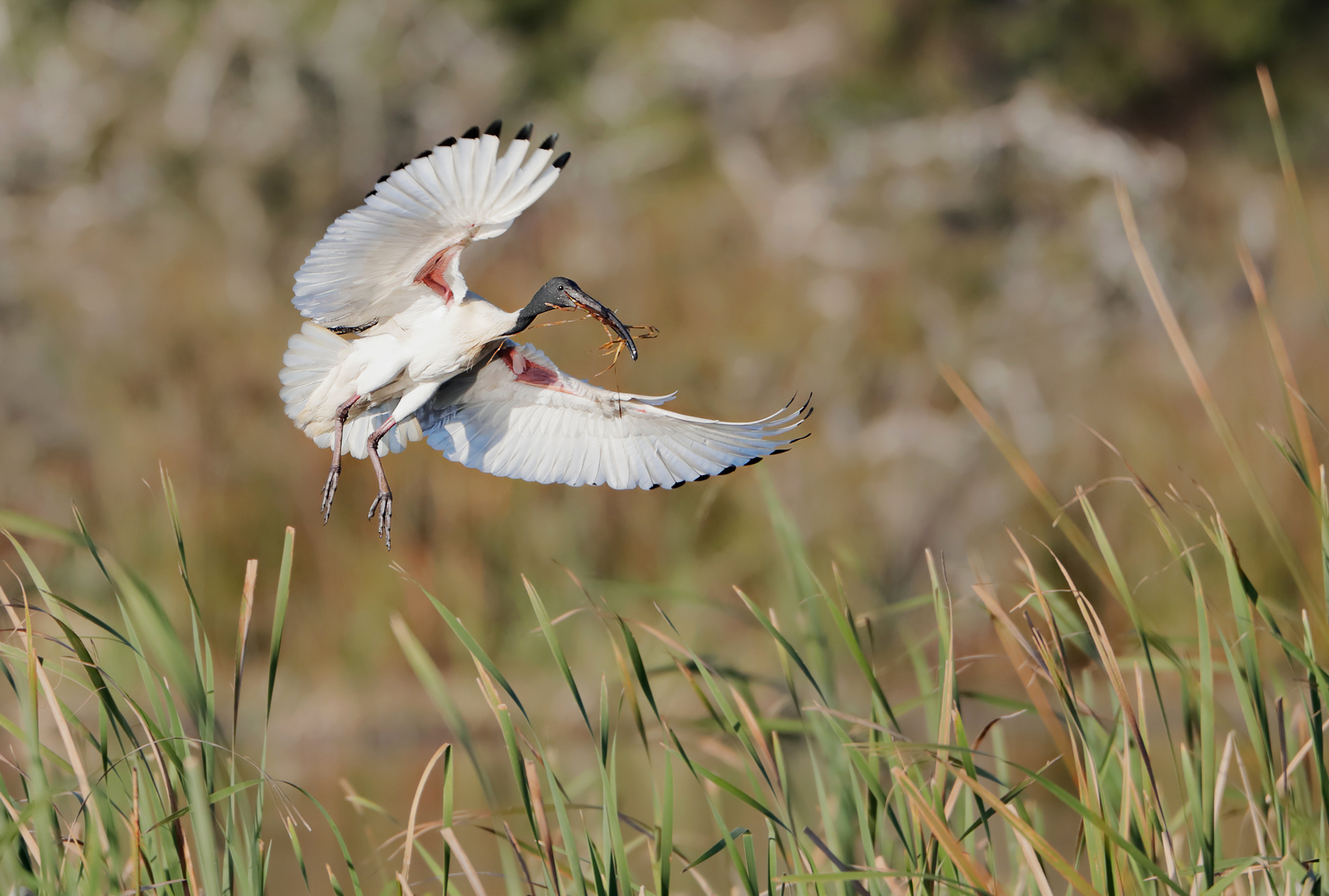 Australian White Ibis (Image ID 42524)