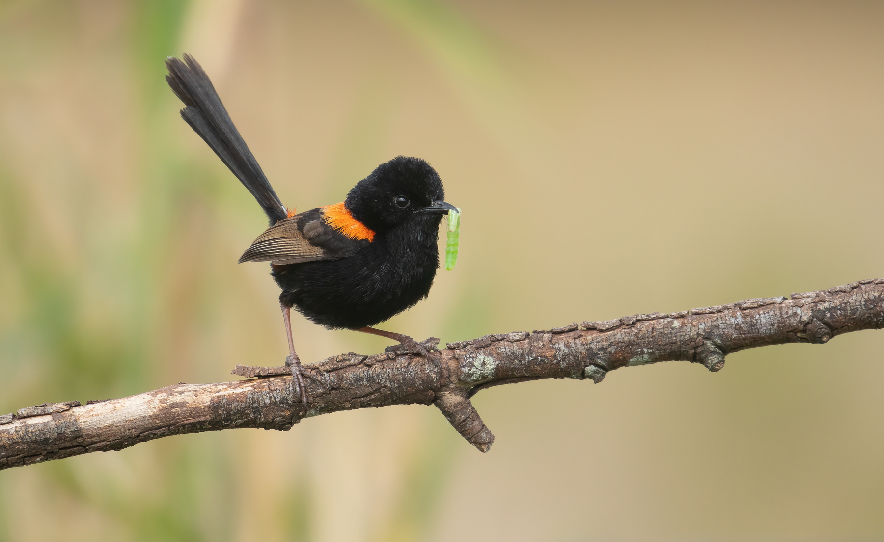Red-backed Fairy-wren (Image ID 42615)