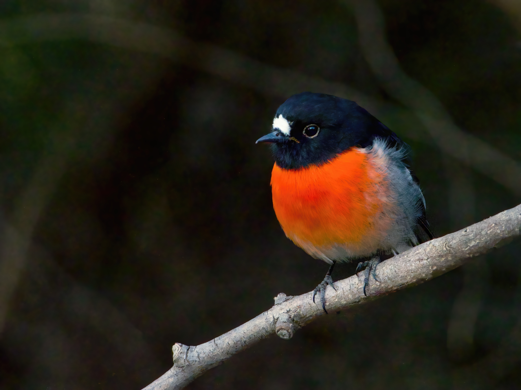 Scarlet Robin (Image ID 42575)