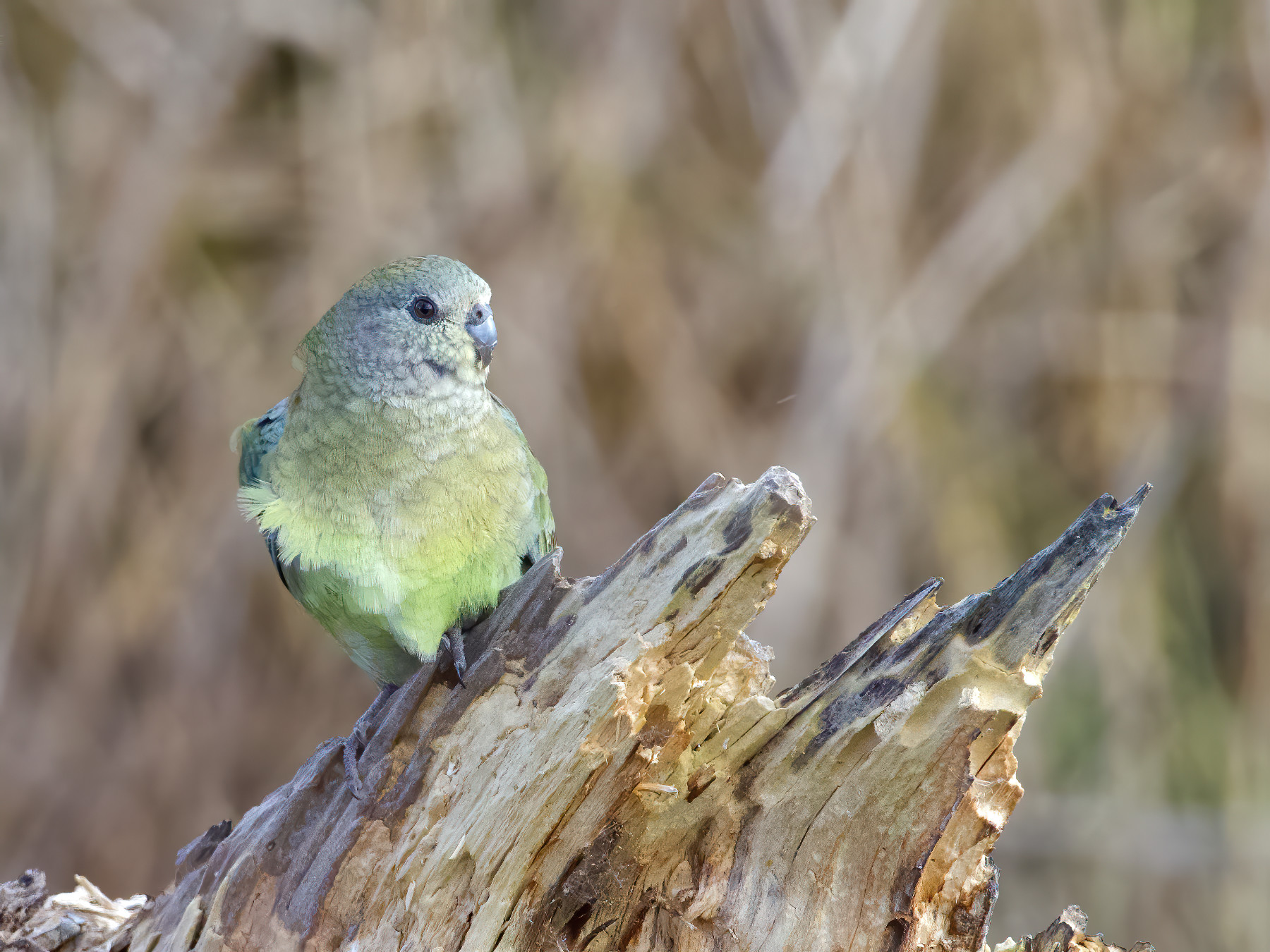 Red-rumped Parrot (Image ID 42319)