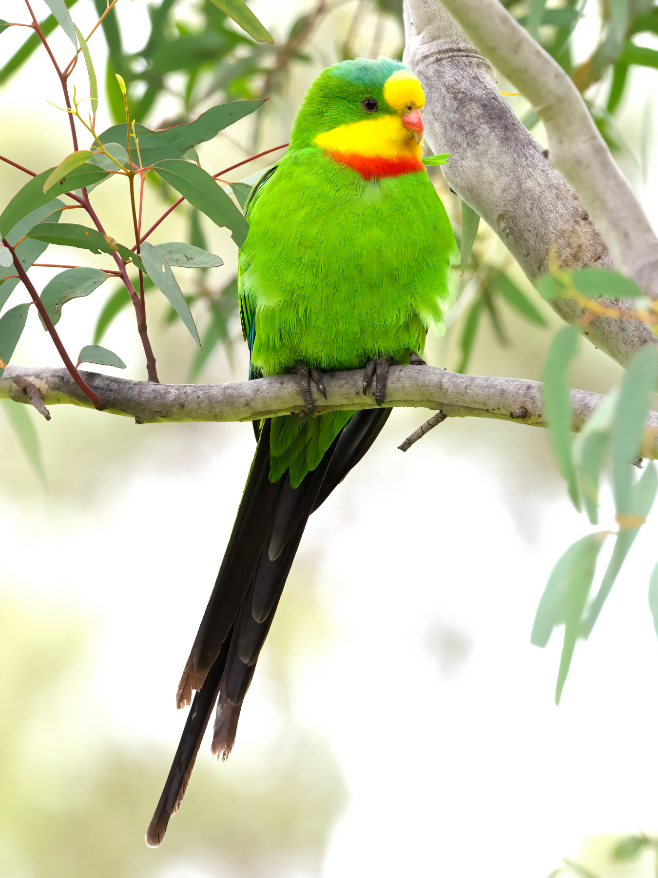 Superb Parrot (Image ID 42381)