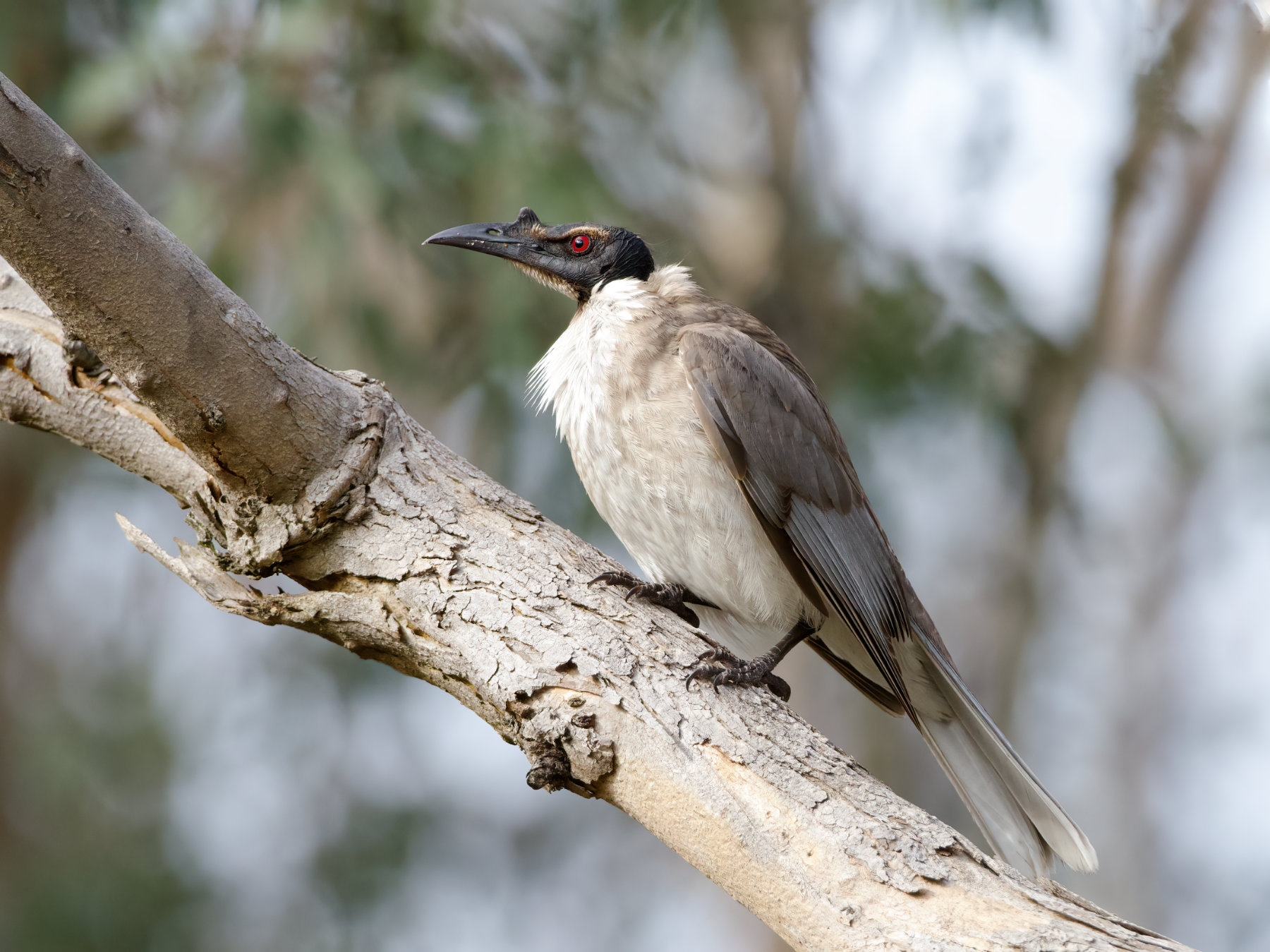 Noisy Friarbird (Image ID 42494)