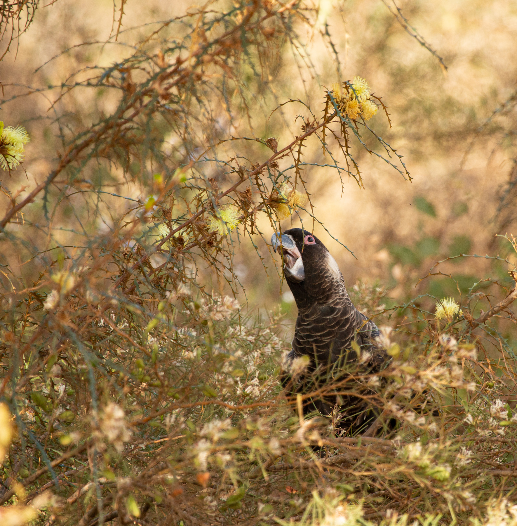 Carnaby's Black-Cockatoo (Image ID 42481)