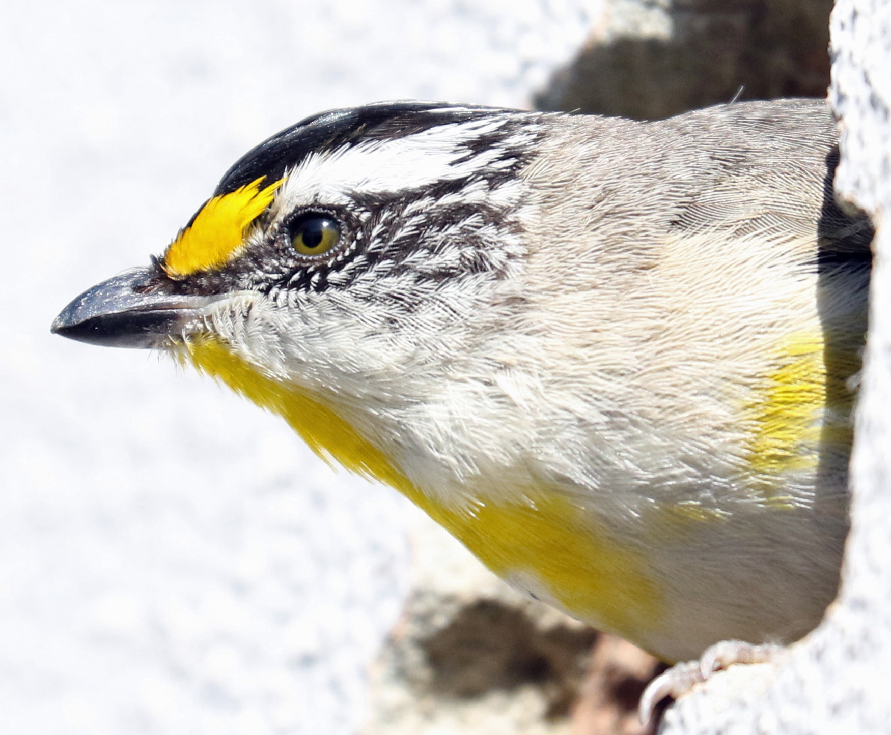 Striated Pardalote (Image ID 42461)