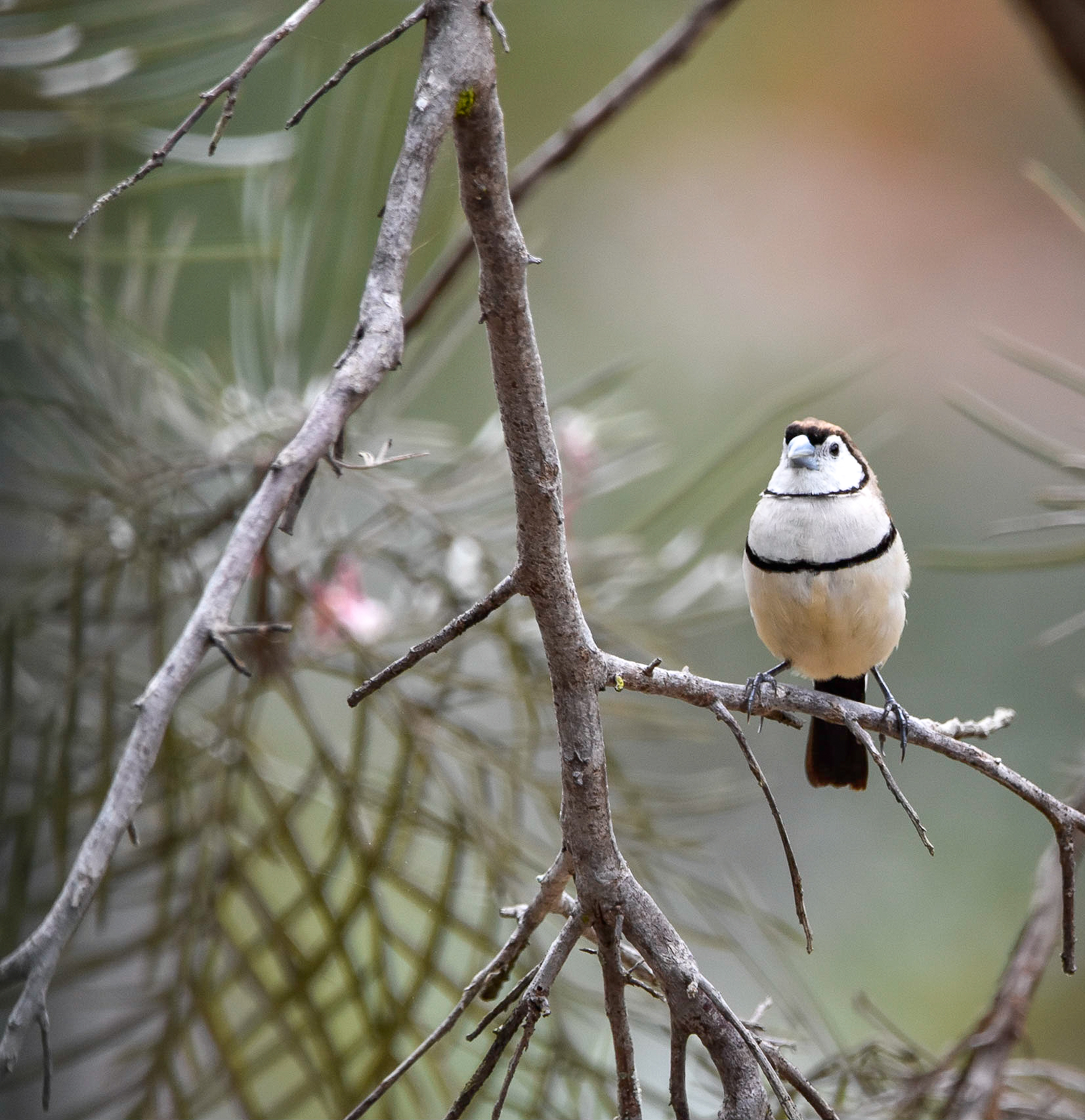 Double-barred Finch (Image ID 42361)