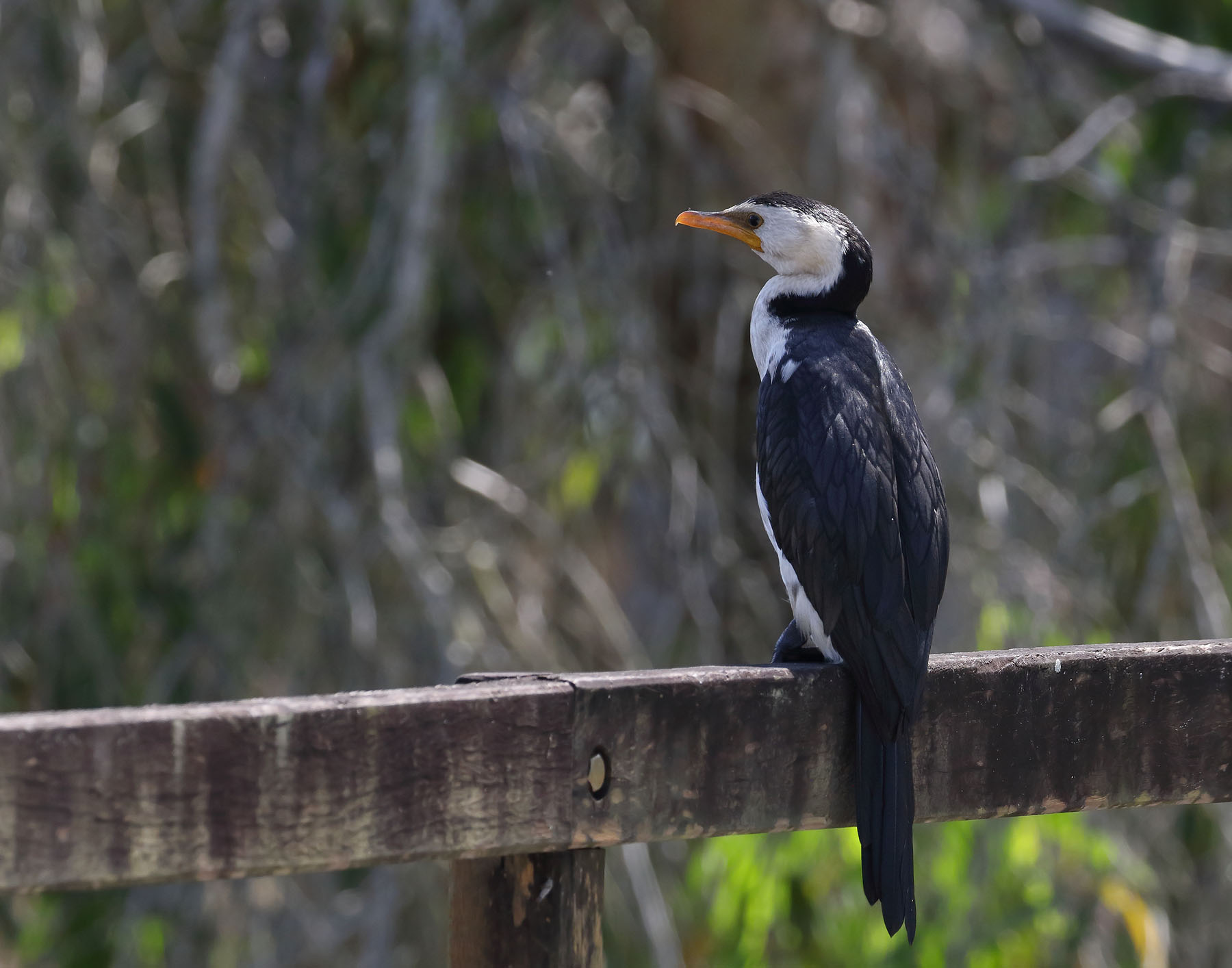 Little Pied Cormorant (Image ID 42585)
