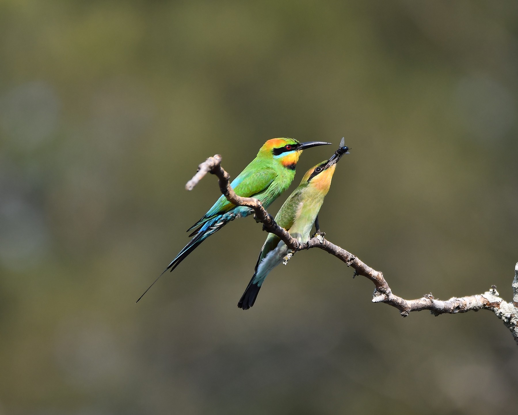 Rainbow Bee-eater (Image ID 42629)