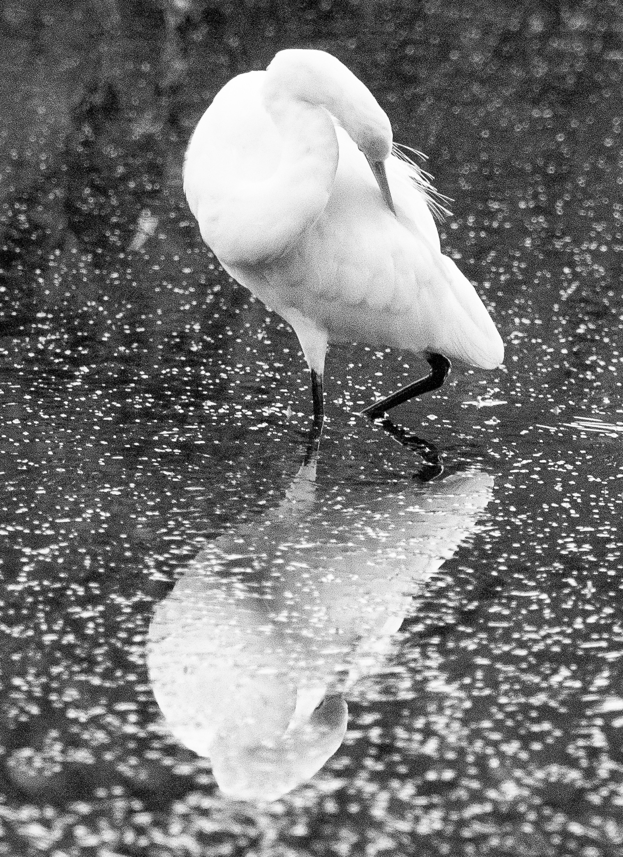 Great Egret (Image ID 42410)
