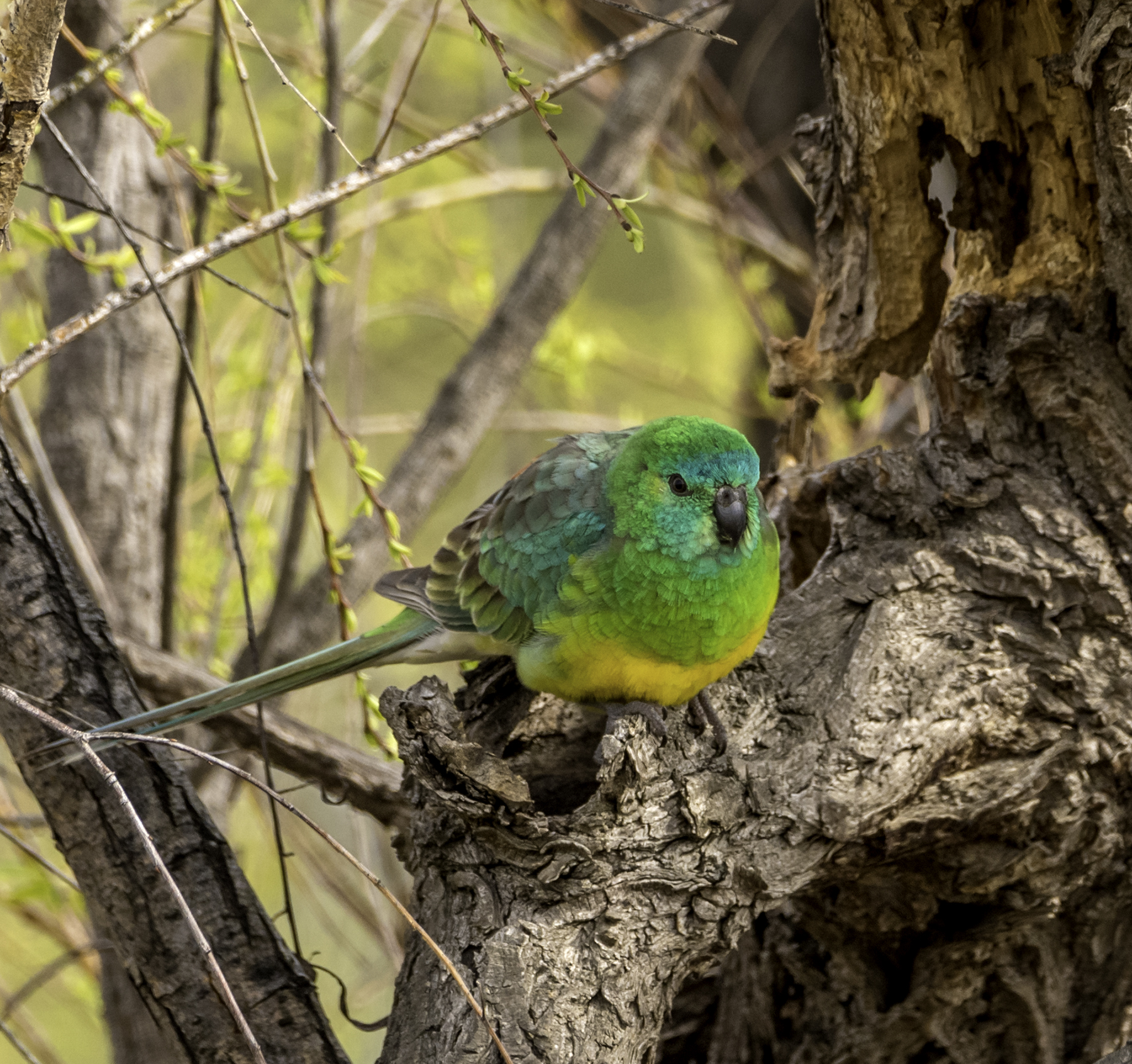 Red-rumped Parrot (Image ID 42287)