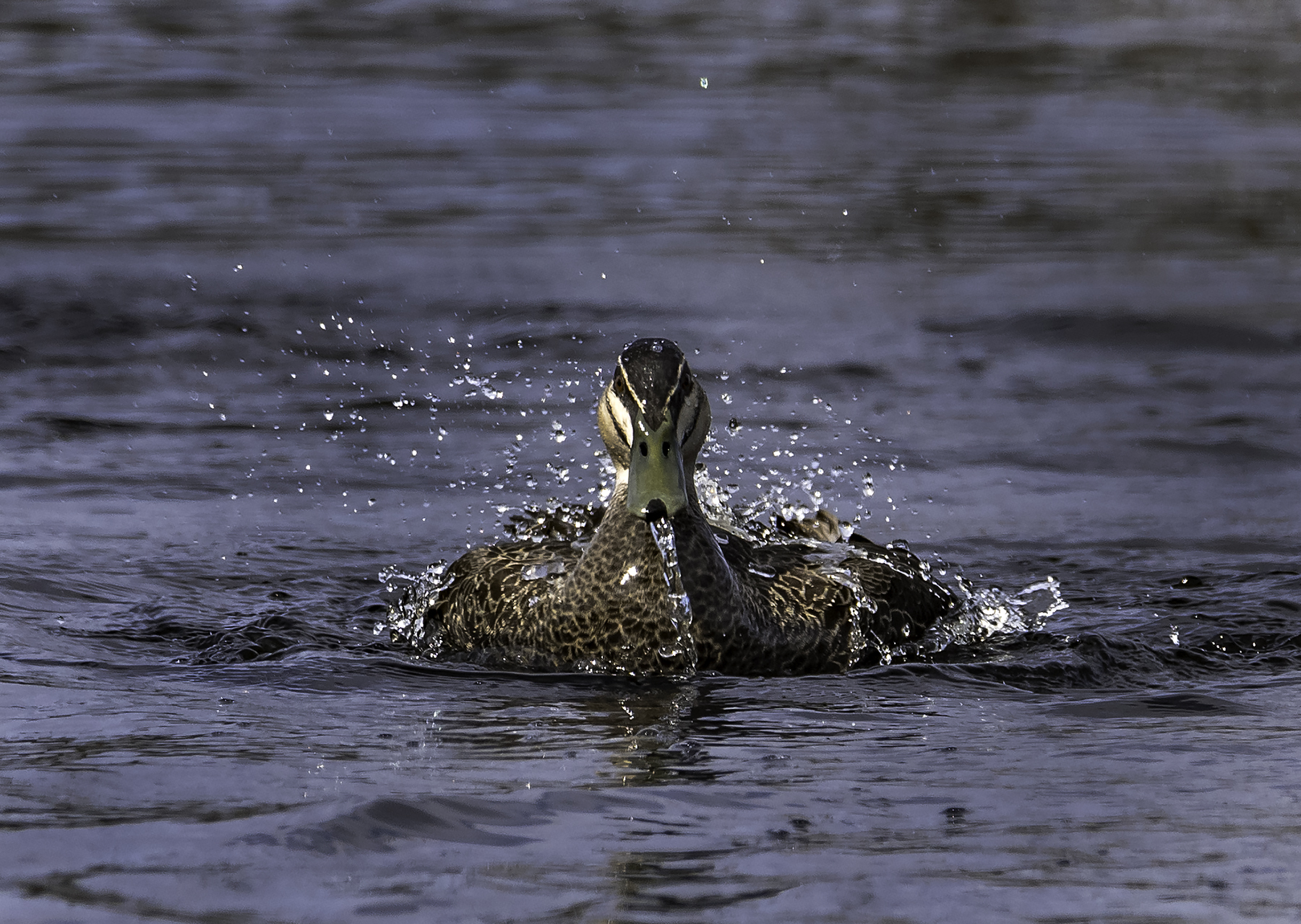 Pacific Black Duck (Image ID 42199)