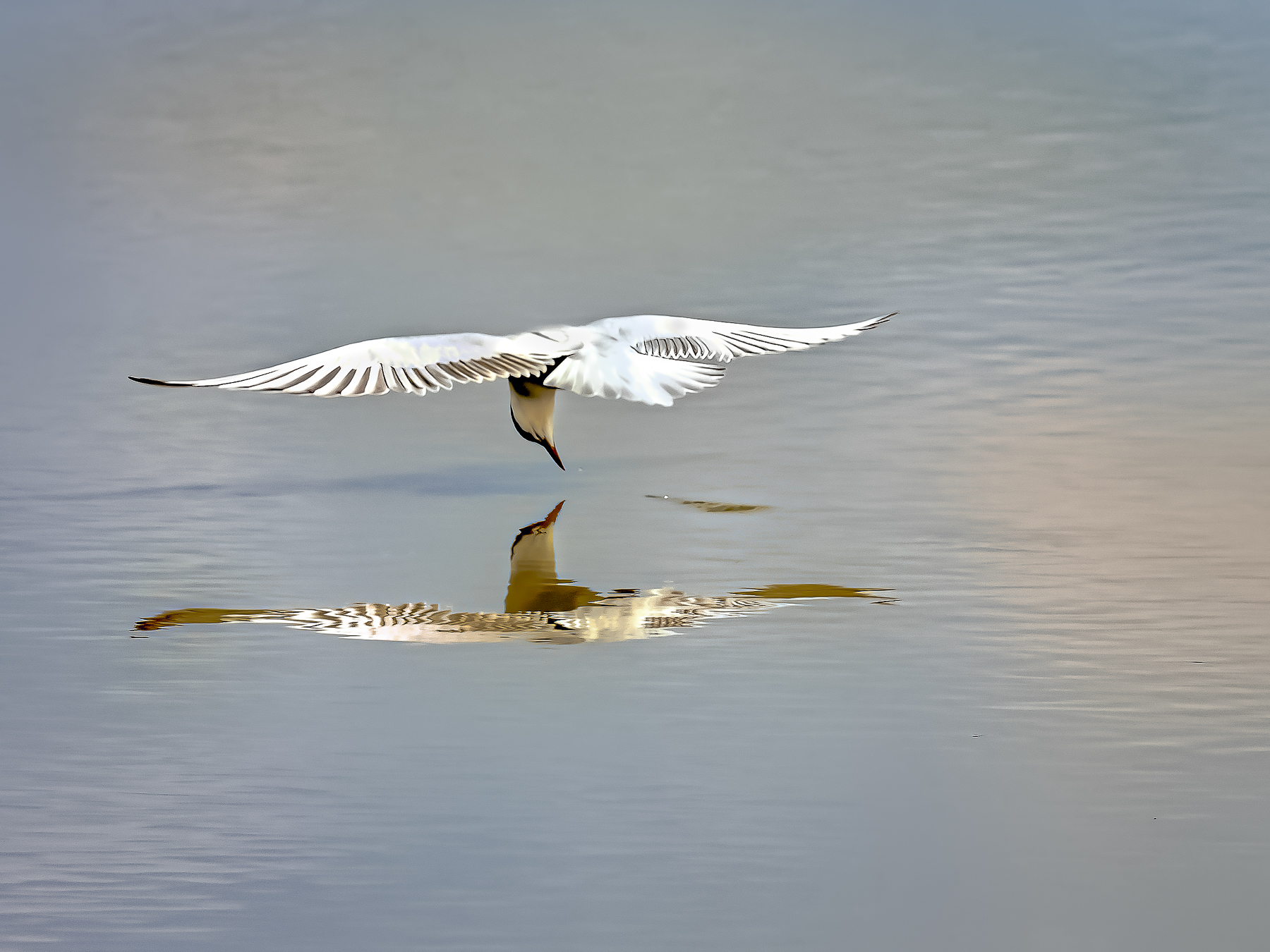 Whiskered Tern (Image ID 42750)