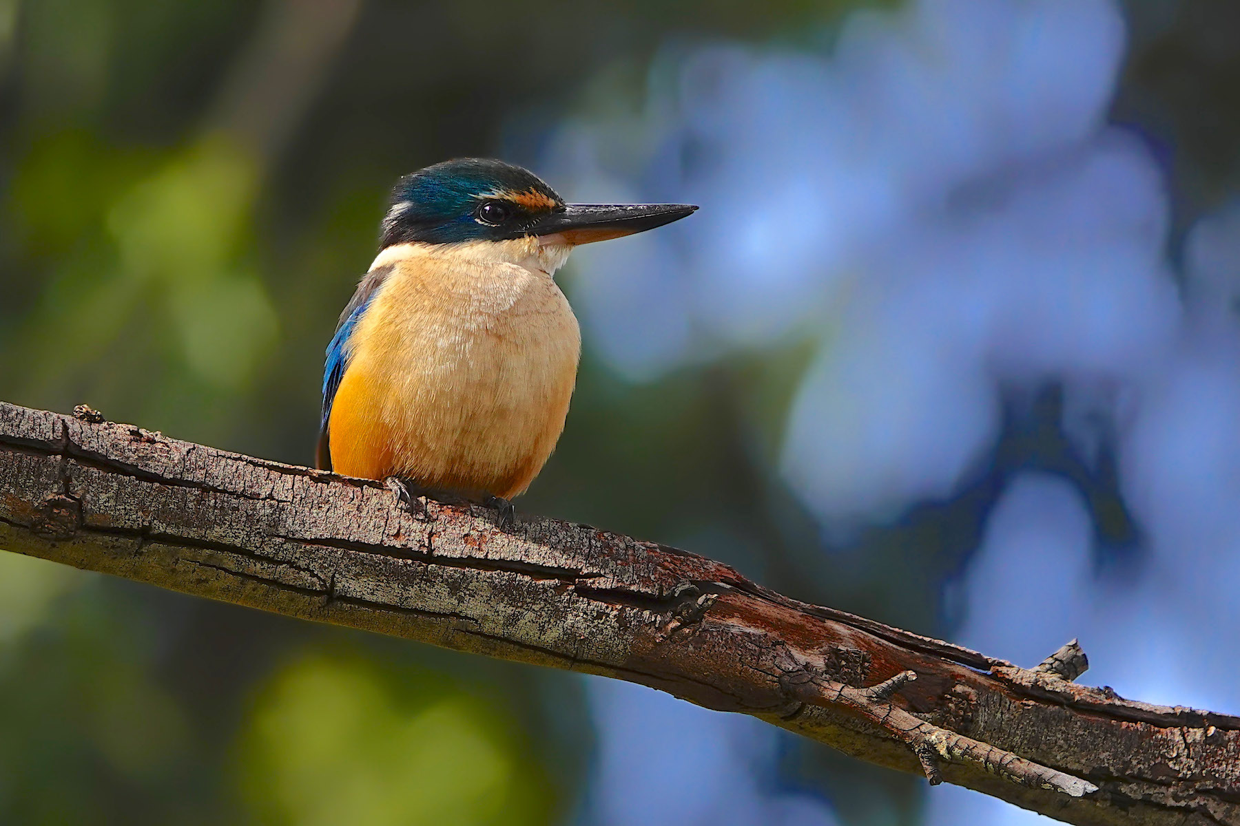Sacred Kingfisher (Image ID 42680)