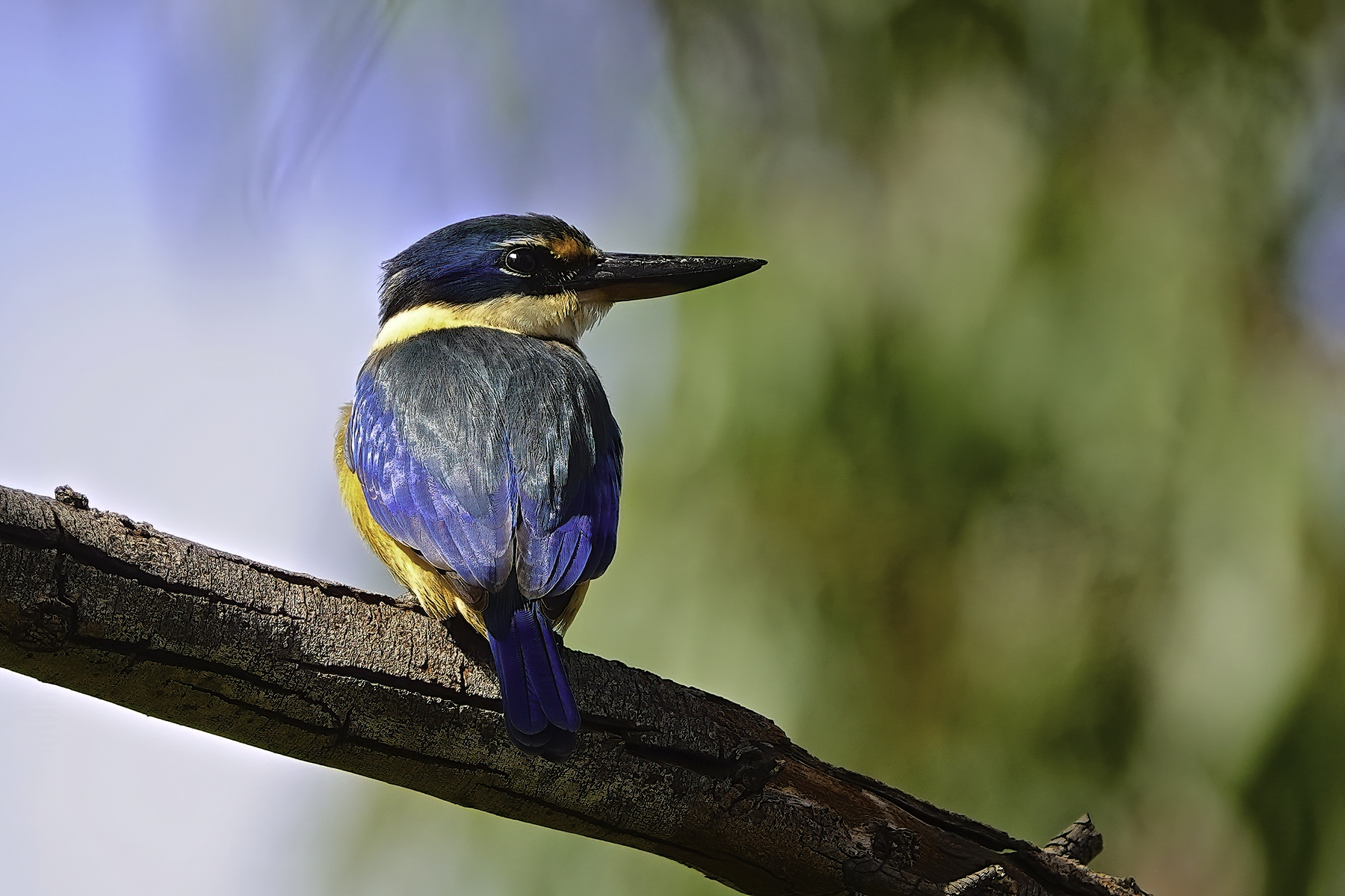 Sacred Kingfisher (Image ID 42880)