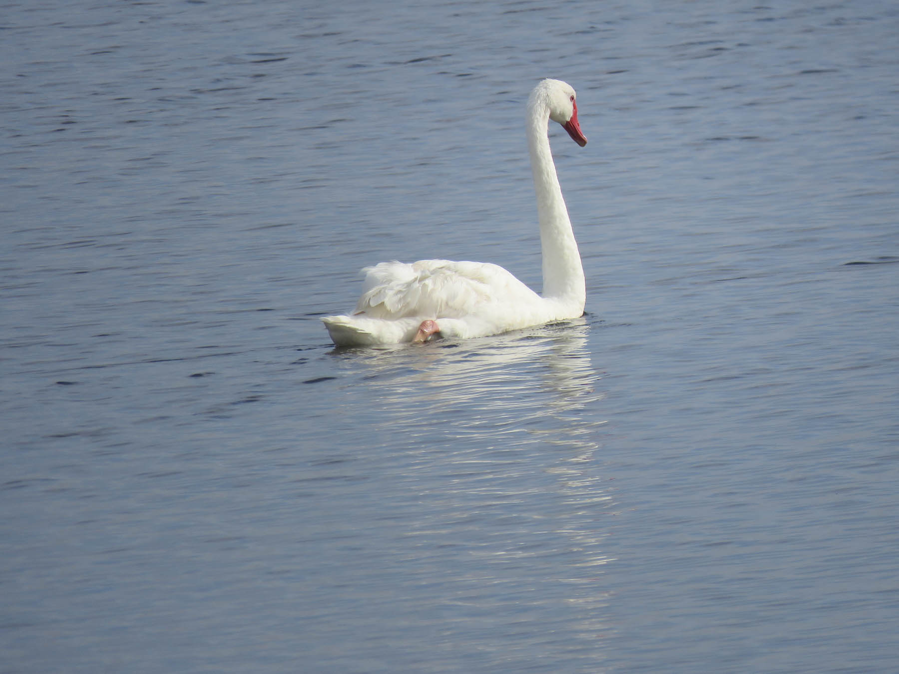Black Swan (Image ID 42637)