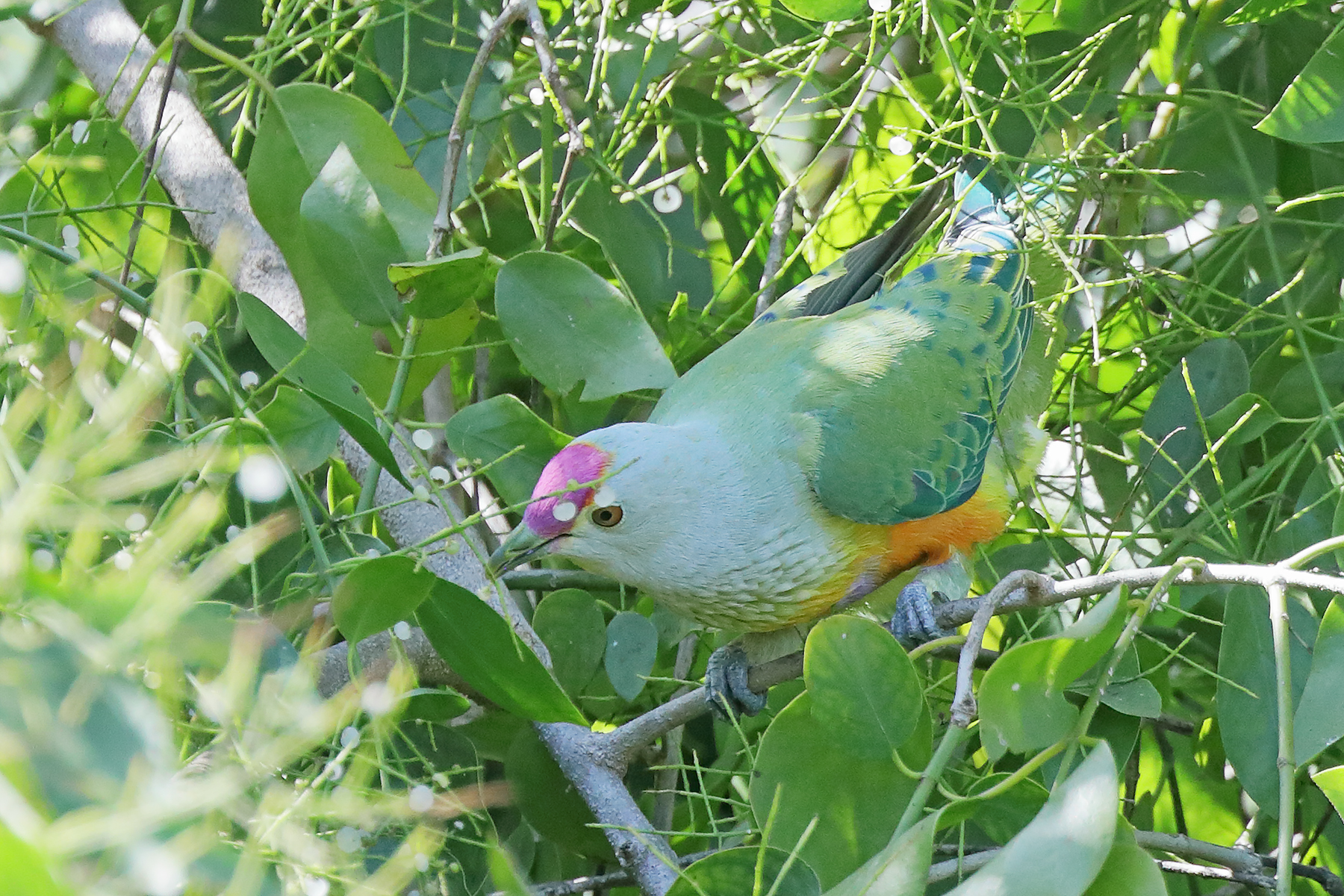 Rose-crowned Fruit-Dove (Image ID 42994)