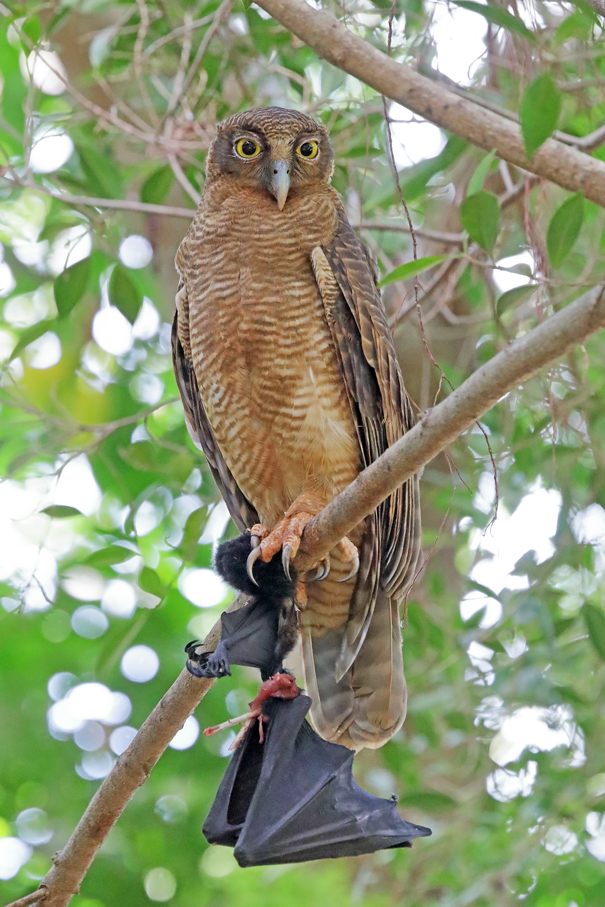 Rufous Owl (Image ID 43036)