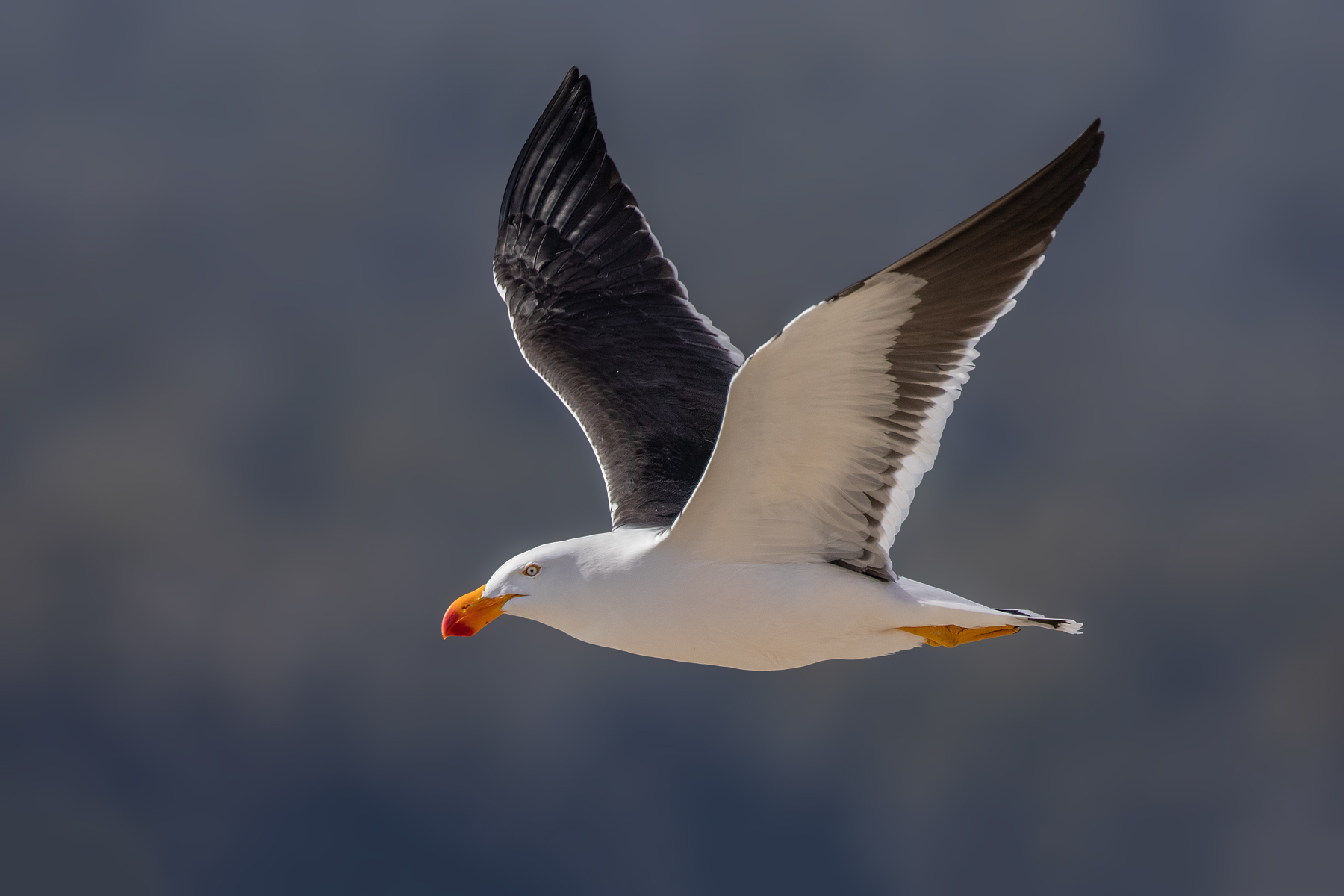 Pacific Gull (Image ID 43037)