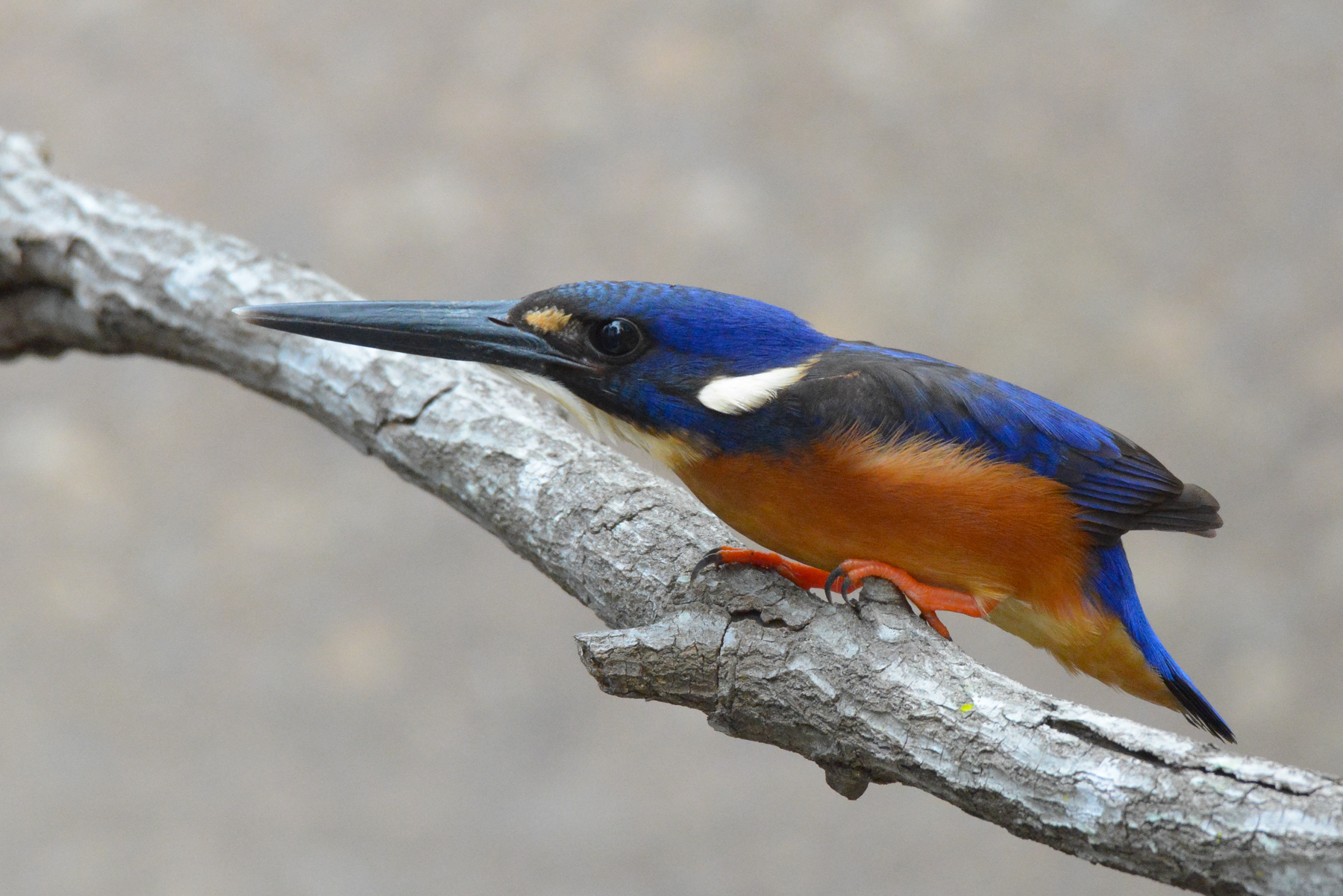 Azure Kingfisher (Image ID 42899)