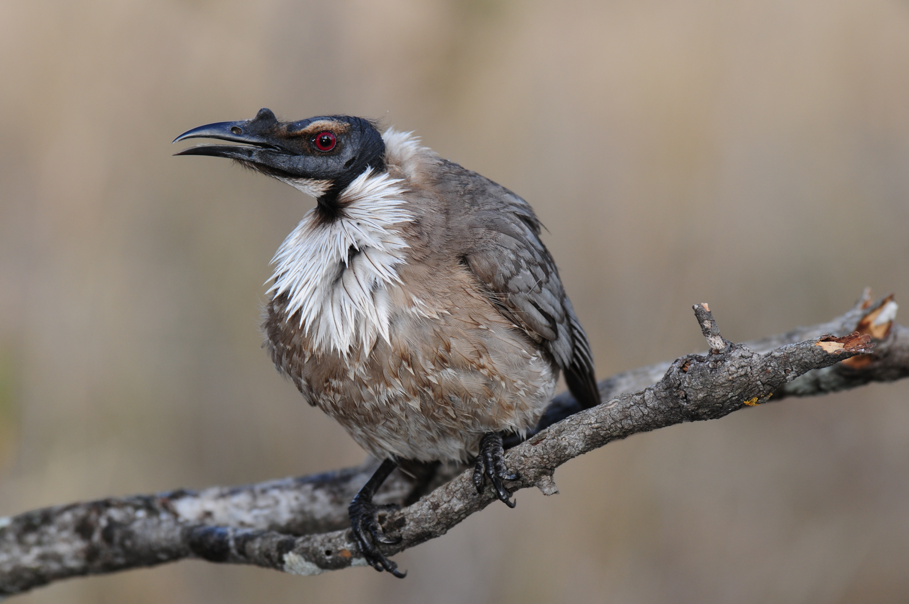 Noisy Friarbird (Image ID 42827)