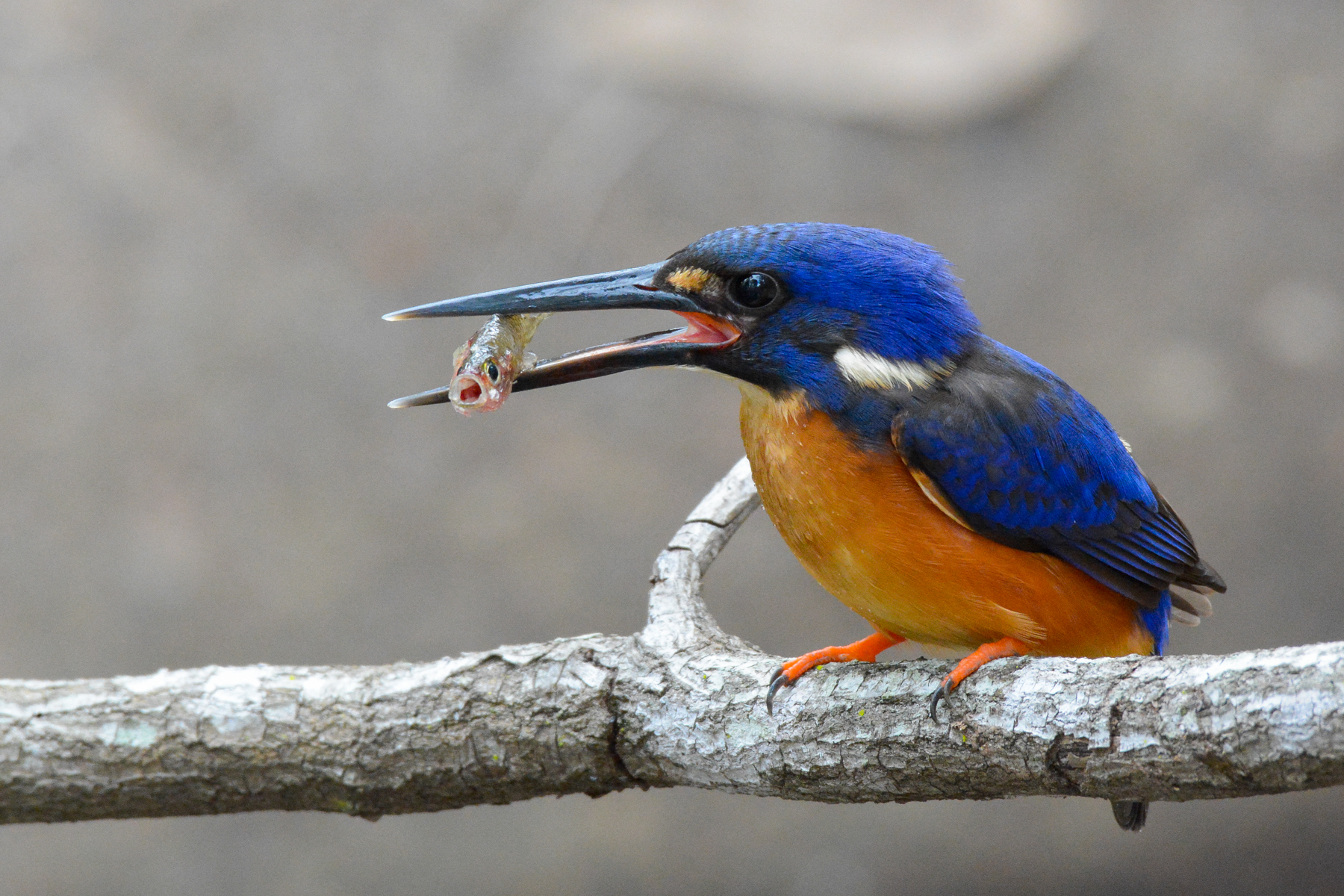 Azure Kingfisher (Image ID 42805)
