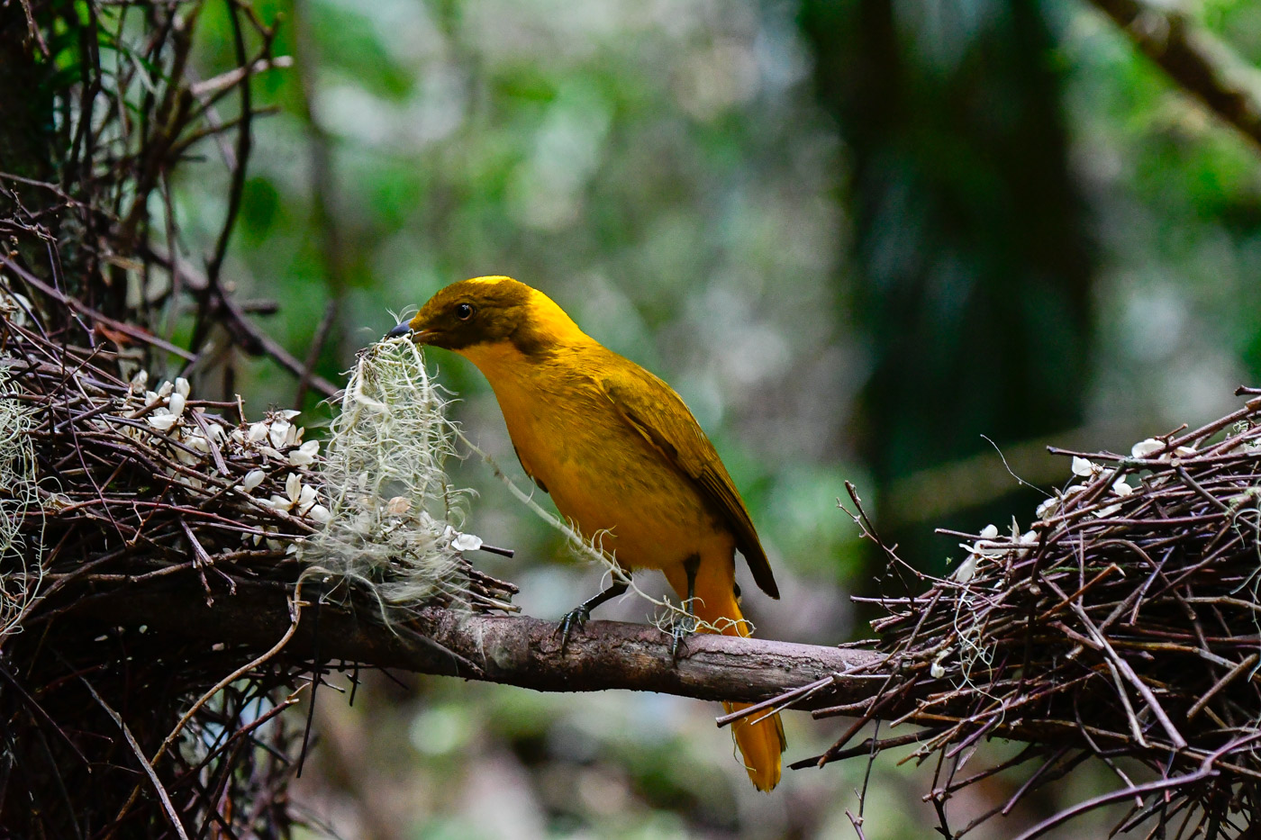 Golden Bowerbird (Image ID 43194)