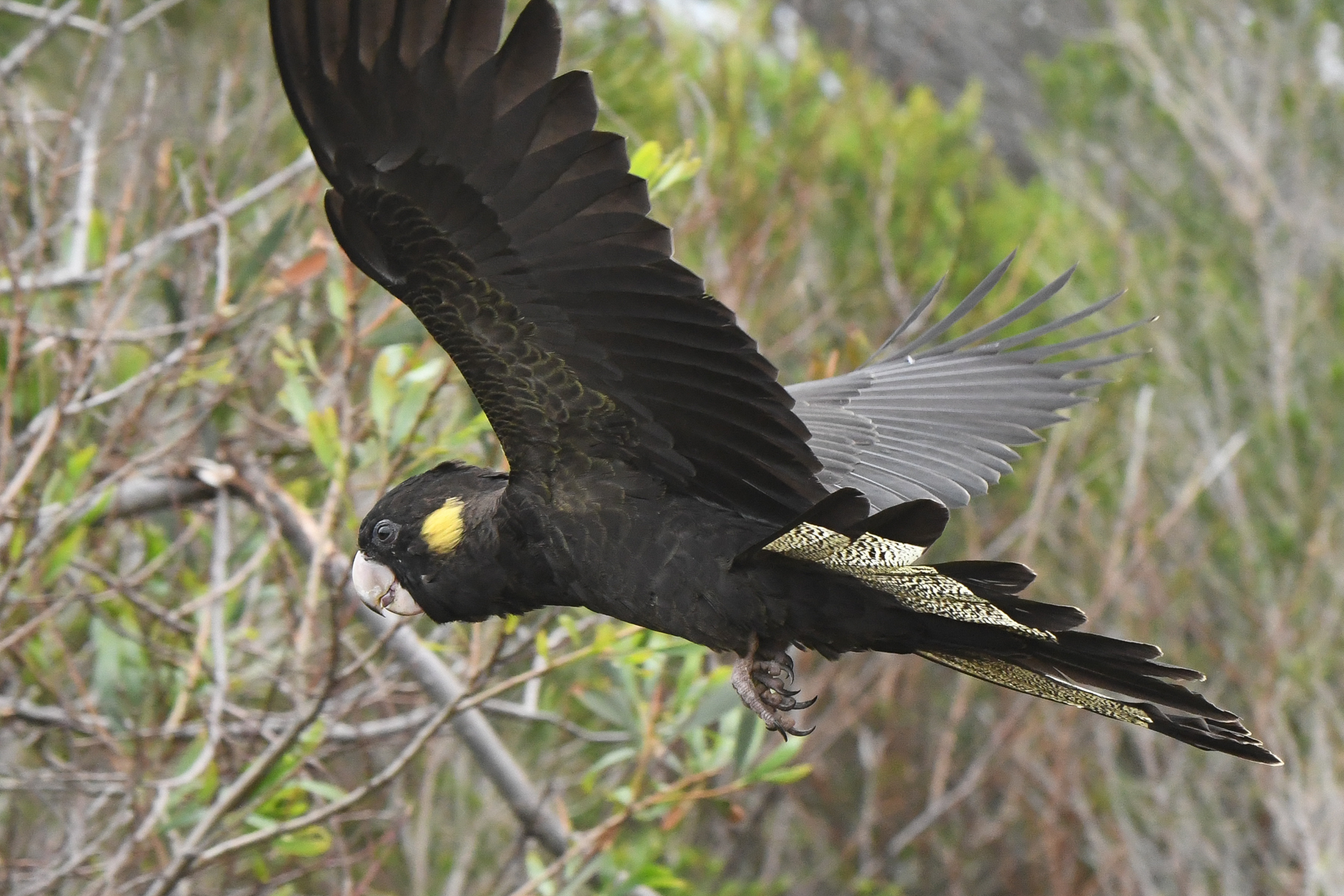 Yellow-tailed Black-Cockatoo (Image ID 42712)
