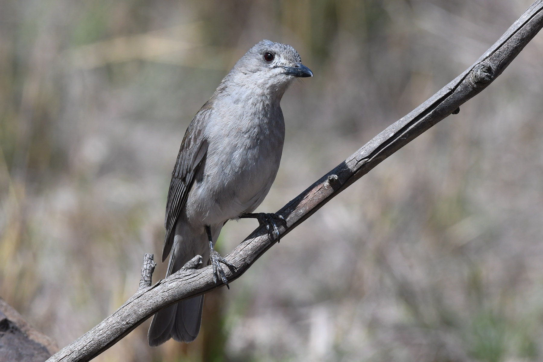 Grey Shrike-thrush (Image ID 42963)