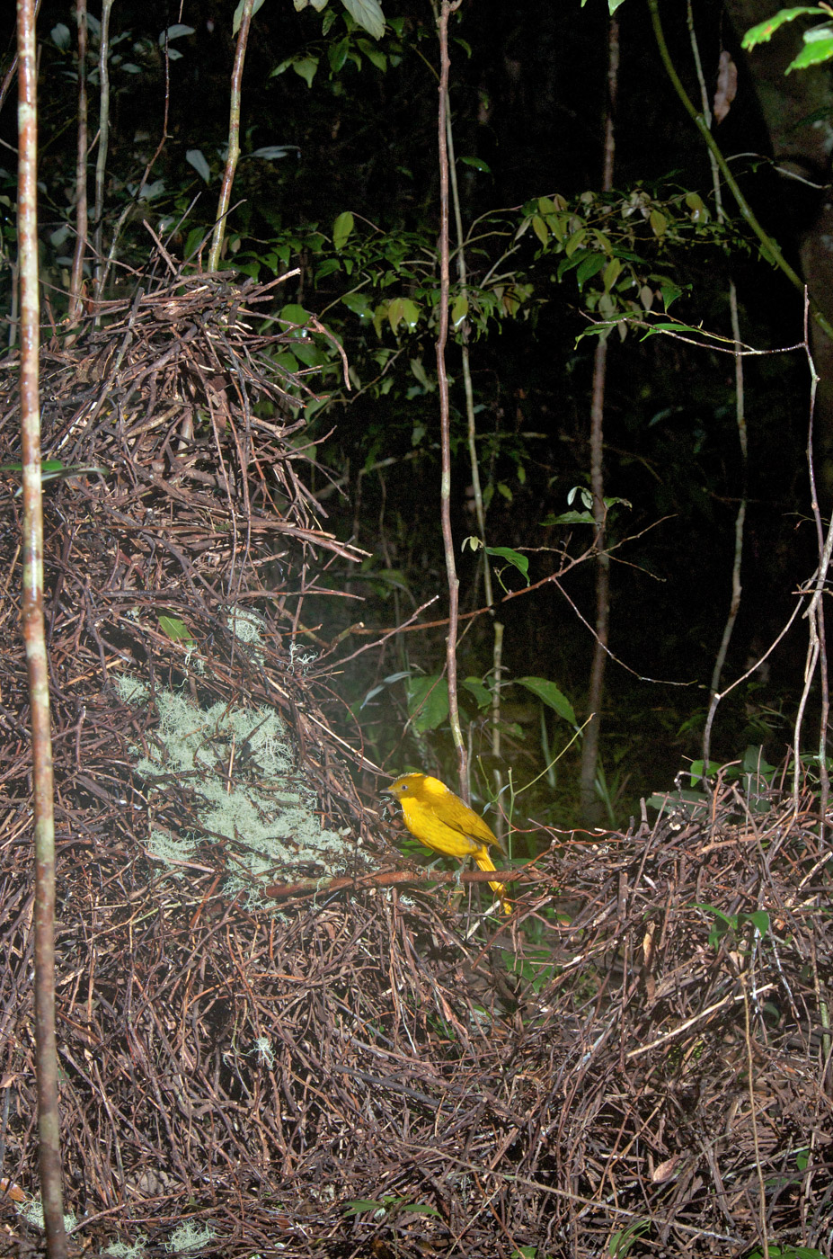 Golden Bowerbird (Image ID 43193)