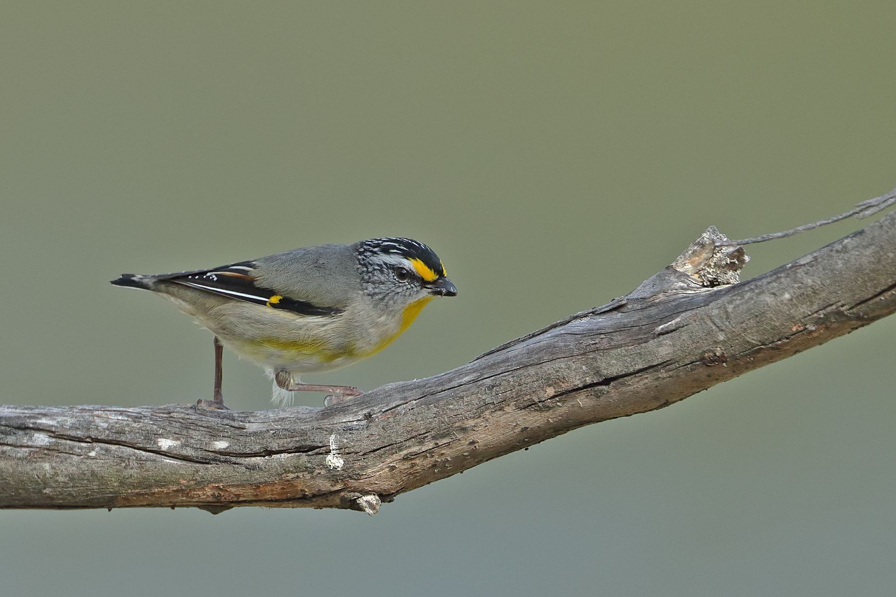Striated Pardalote (Image ID 42866)