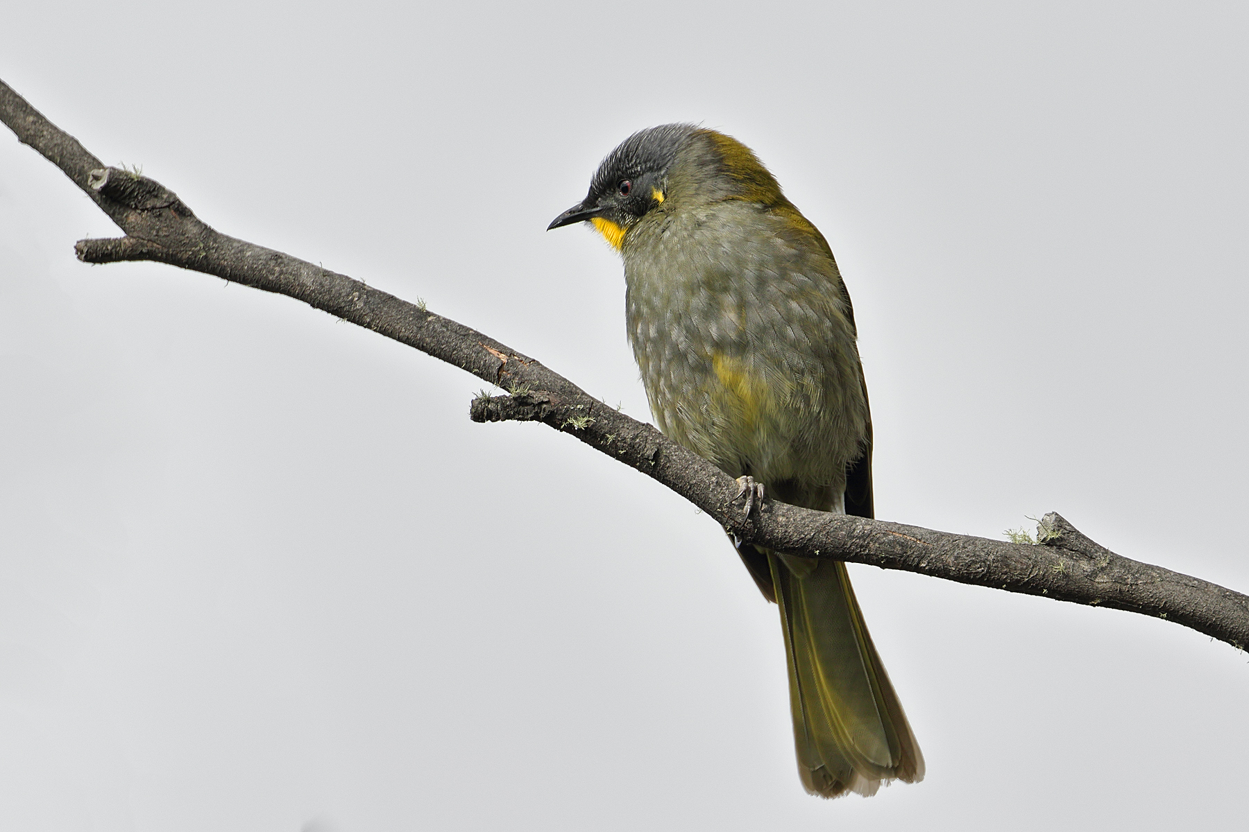 Yellow-throated Honeyeater (Image ID 42793)