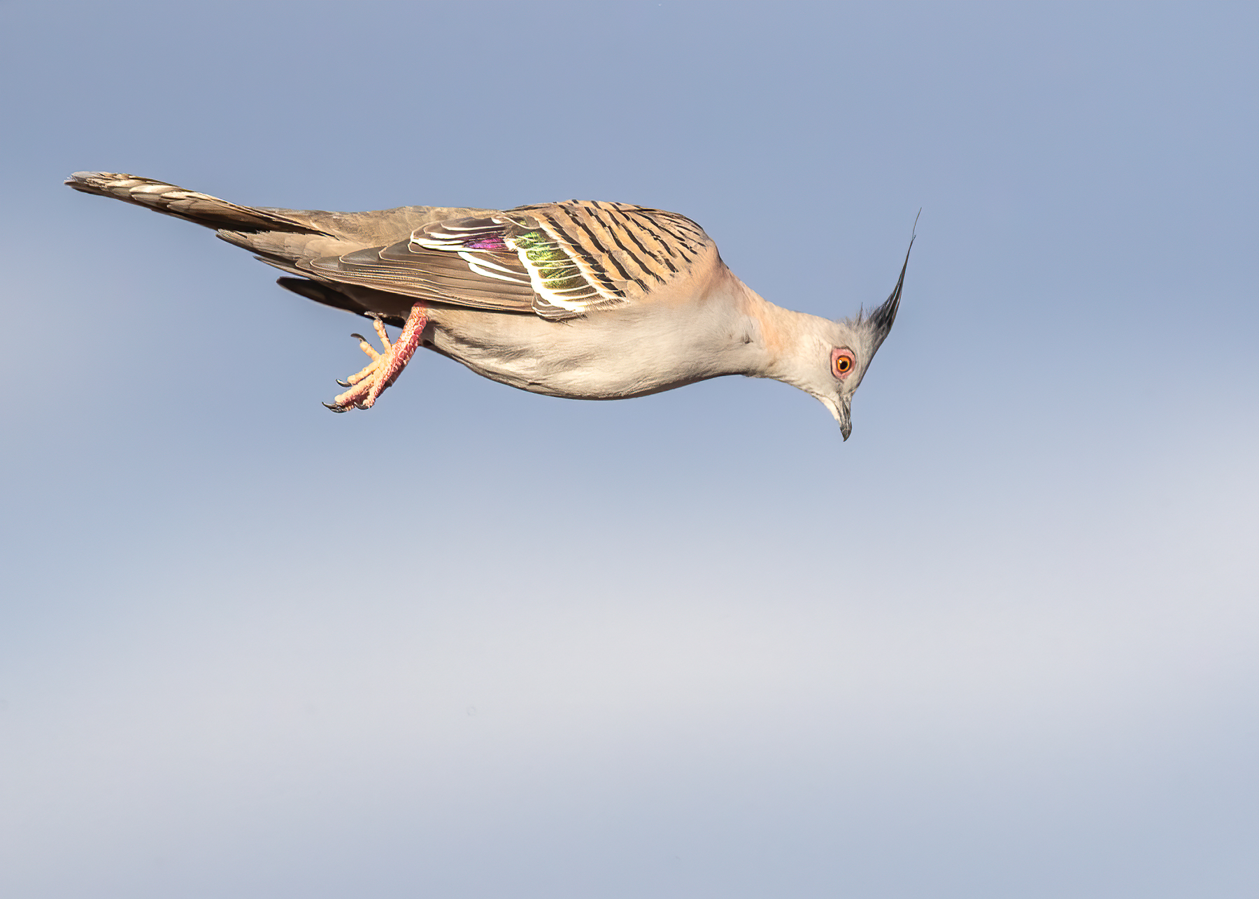 Crested Pigeon (Image ID 42673)