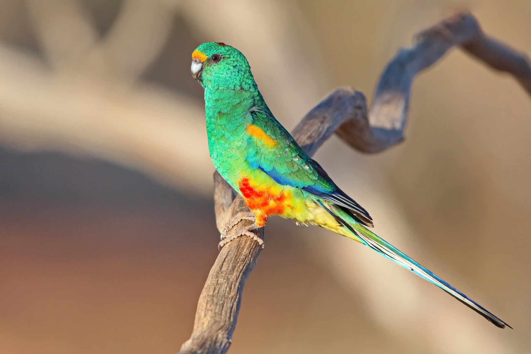Mulga Parrot (Image ID 43157)
