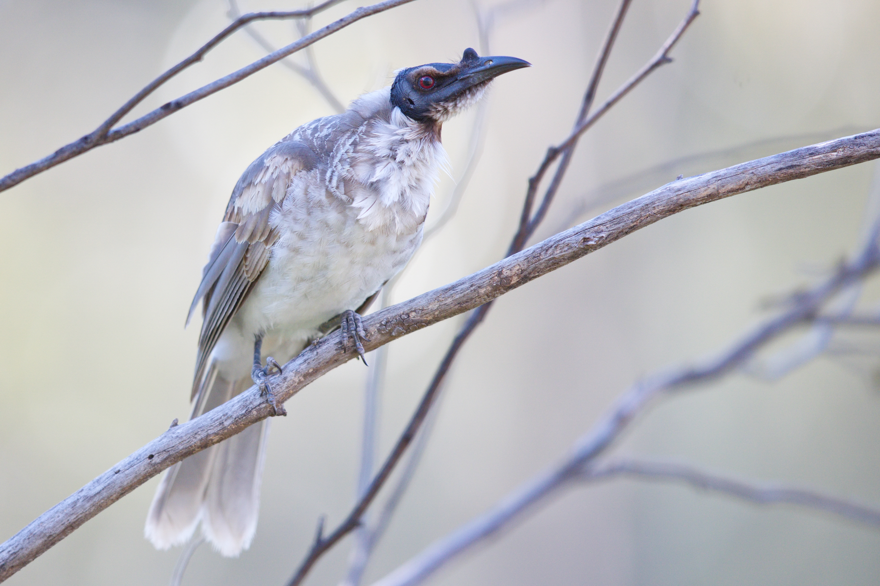 Noisy Friarbird (Image ID 42871)