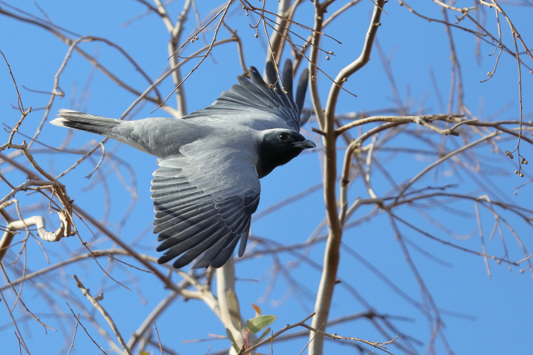 Black-faced Cuckoo-shrike (Image ID 43130)