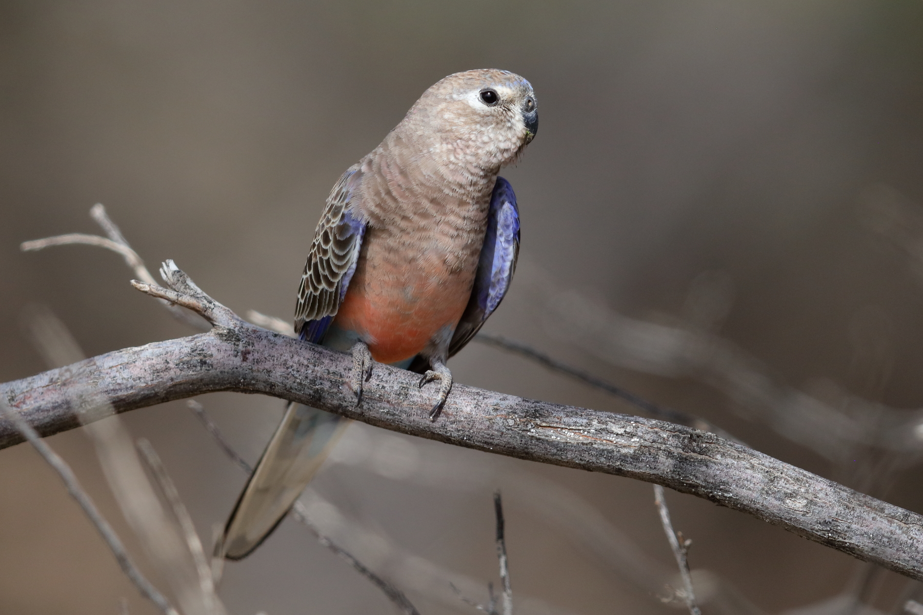 Bourke's Parrot (Image ID 43114)