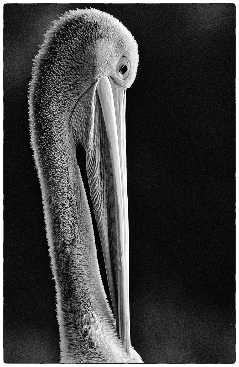 Australian Pelican (Image ID 42737)
