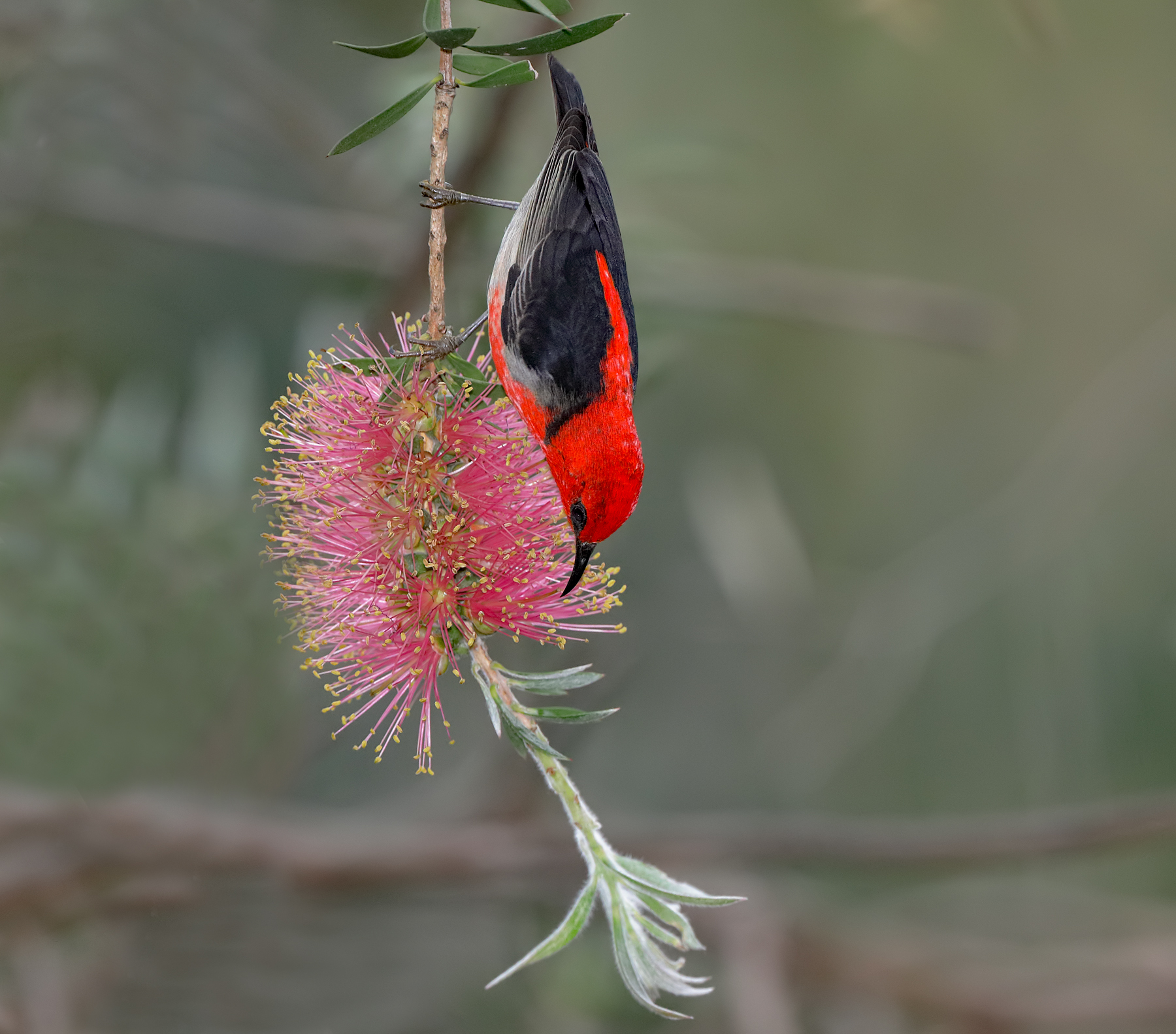 Scarlet Honeyeater (Image ID 43035)