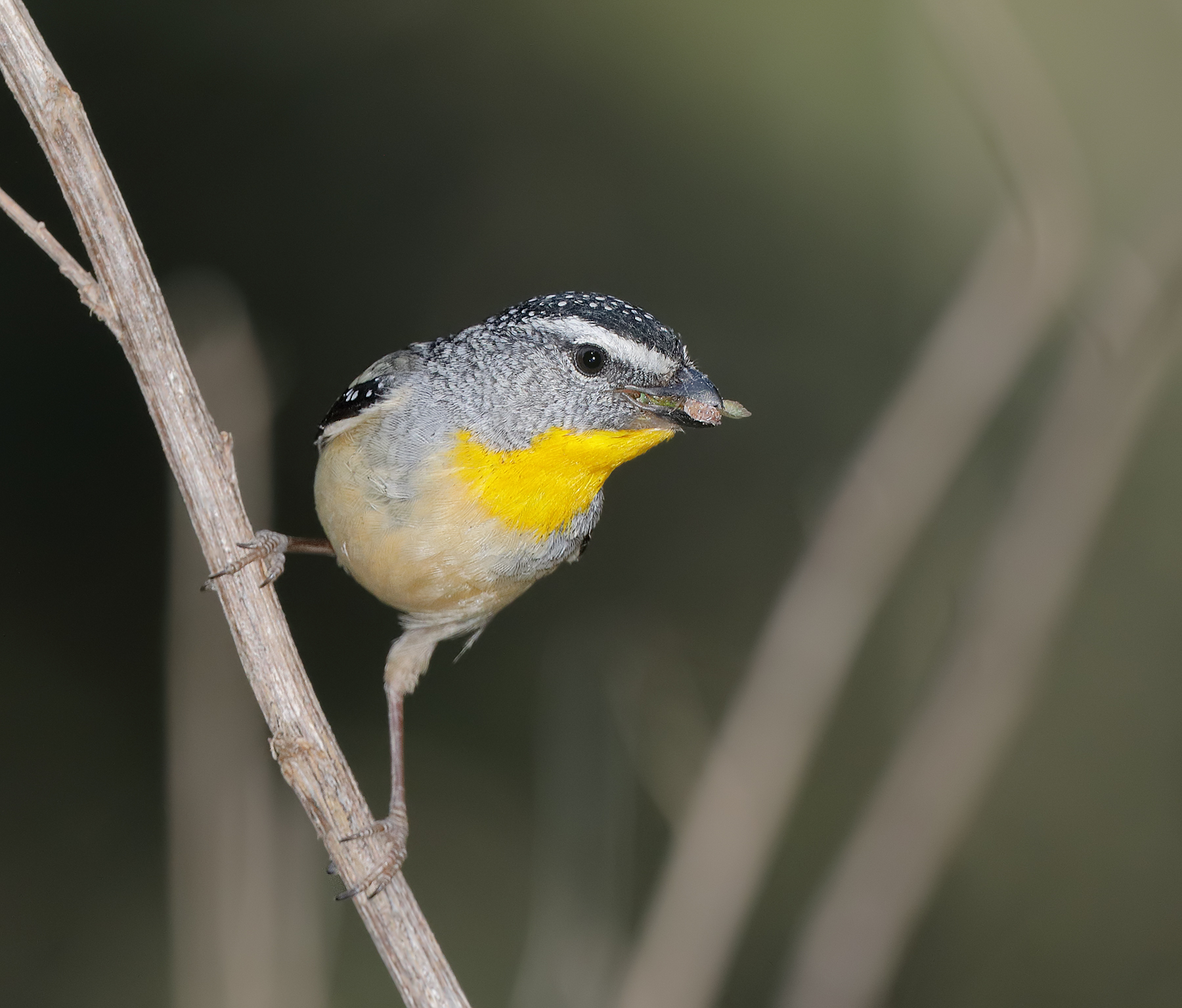 Spotted Pardalote (Image ID 42904)